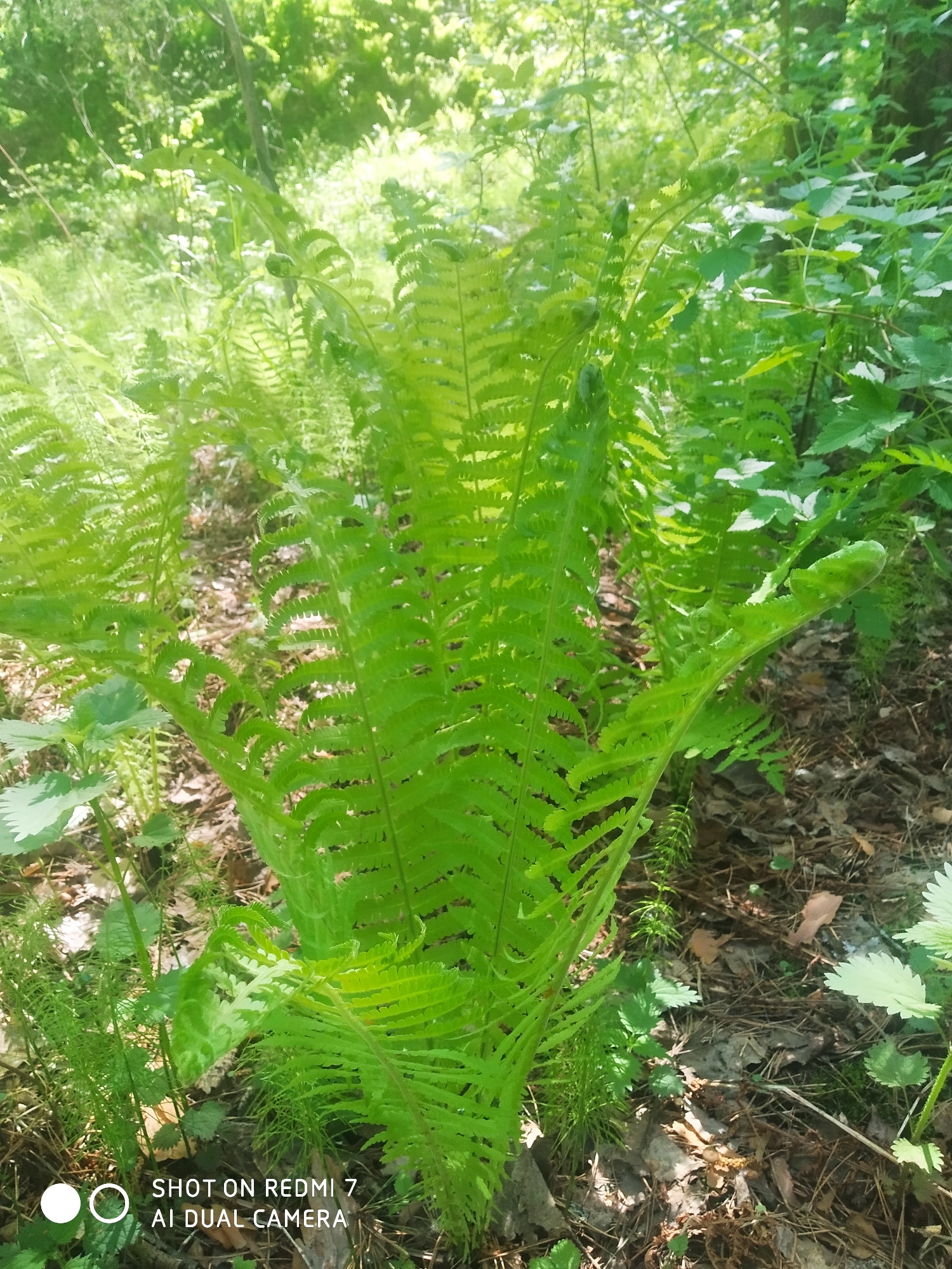 A bright green fern plant is centered in the image, growing amidst dried leaves and other foliage in an area of dappled sunlight. The fern's fronds are unfurling, with tightly coiled tips visible on some. In the background, there's an out-of-focus view of trees and additional greenery, suggesting a wooded environment. The presence of nettles with their distinctive jagged leaves near the fern indicates an undisturbed, potentially damp habitat. The image was captured in Chaikovsky, Russia.