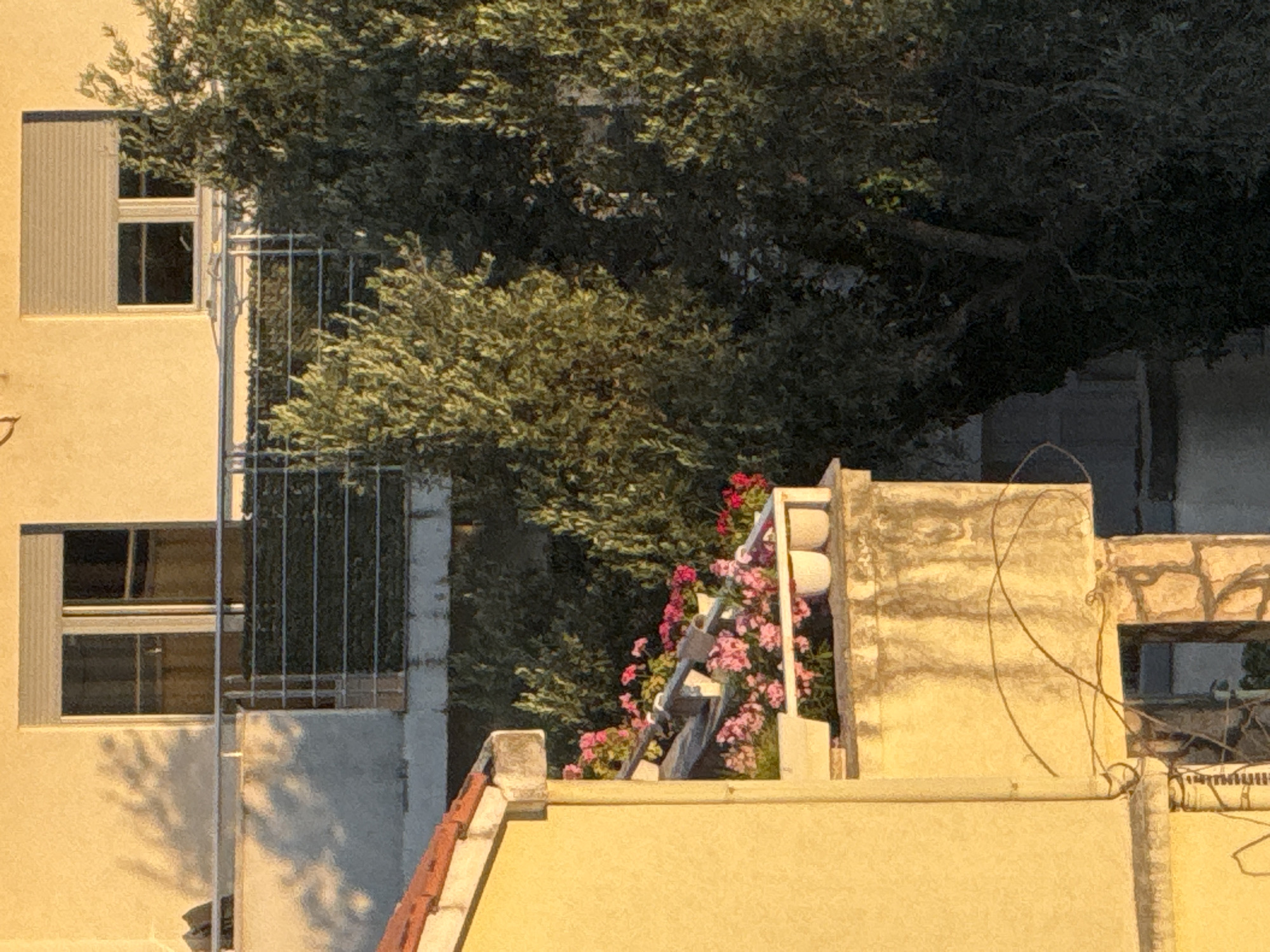 The image shows a residential building with a balcony adorned with pink flowers in white pots. The balcony is on the left side of the frame, extending from a yellow-colored building. Behind the balcony, and to the right, a large, dense tree with dark green foliage dominates the scene. The upper portion of the image reveals a window on the building with a white roller blind. Sunlight casts shadows of tree branches on the building's facade. The overall impression is of a bright, sunlit environment. The scene is consistent with a view from an apartment in Rafailovići, Montenegro, a coastal town known for its residential buildings and proximity to Mediterranean flora.