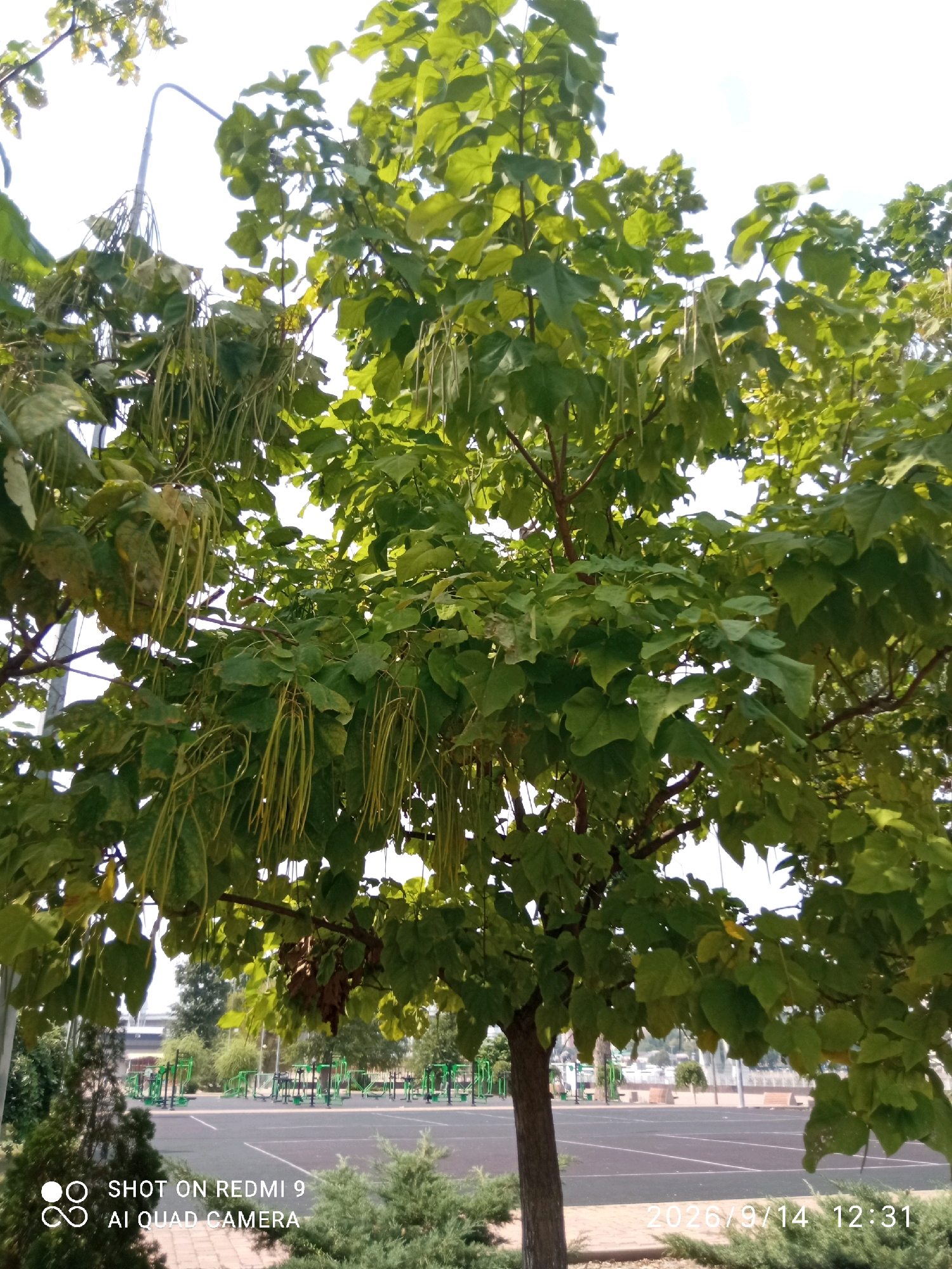The image shows a large tree with heart-shaped green leaves and long, thin seed pods hanging from its branches. The tree is in the foreground, with its trunk visible on the right side of the frame. In the background, there is an outdoor sports area with various exercise equipment, benches, and a paved ground. The sky is bright and overcast. The timestamp in the bottom right corner indicates the image was taken on September 14, 2026, at 12:31. The watermark in the bottom left corner reads "SHOT ON REDMI 9 AI QUAD CAMERA". The scene appears to be a public park or recreational area.