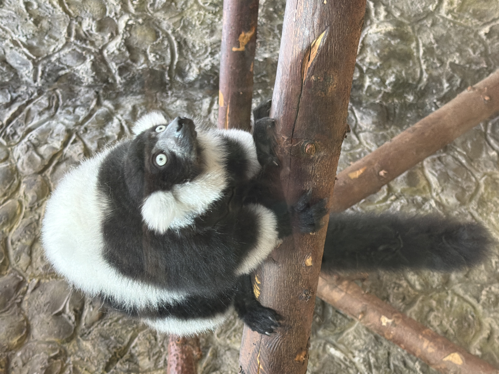 A black and white ruffed lemur is perched on a wooden branch against a stone wall. The lemur is facing to the right with its body angled slightly towards the viewer. Its fur is primarily black with distinct white markings on its head, chest, and tail. Its eyes are wide and light blue, giving it a startled expression. The lemur's paws are visible, gripping the branch. The background is a textured stone wall, likely part of an enclosure or habitat. The image does not depict any part of Akatovo, Russia.