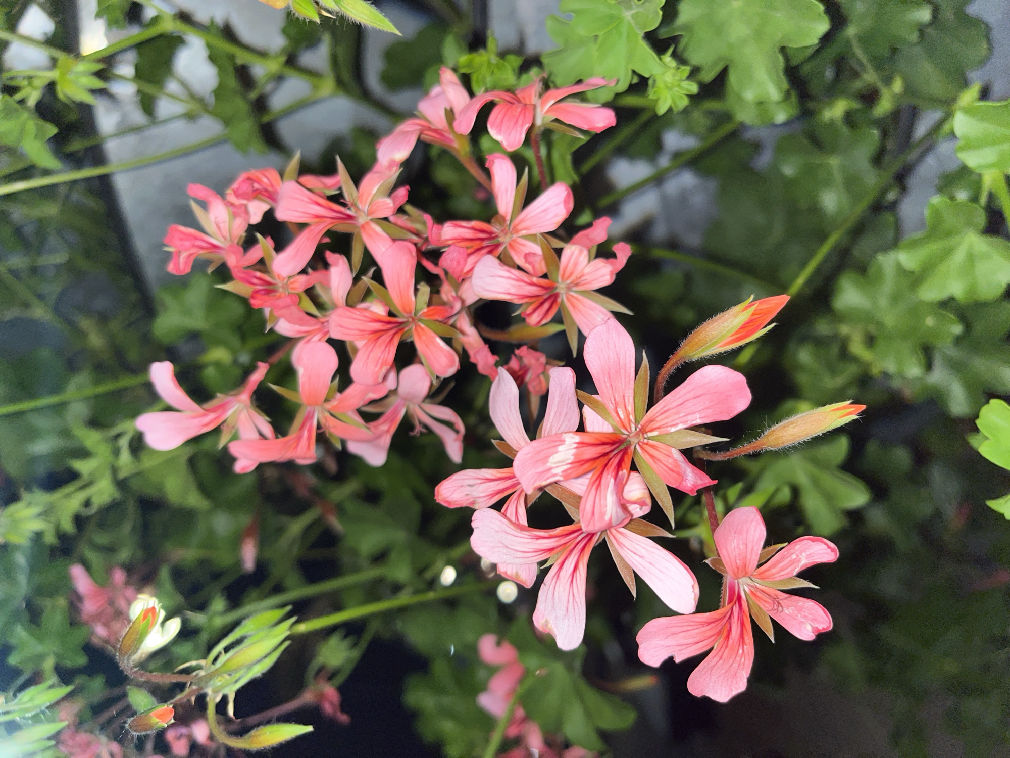 The image depicts a cluster of light pink geranium flowers with darker pink and reddish markings near the center of each petal. Green leaves are visible in the background, along with some flower buds. The lighting appears to be somewhat subdued, possibly indicating an indoor setting or a shaded outdoor area. There is no explicit information about the location being Varna, Bulgaria, or any specific details about people, actions, or interactions within the scene.