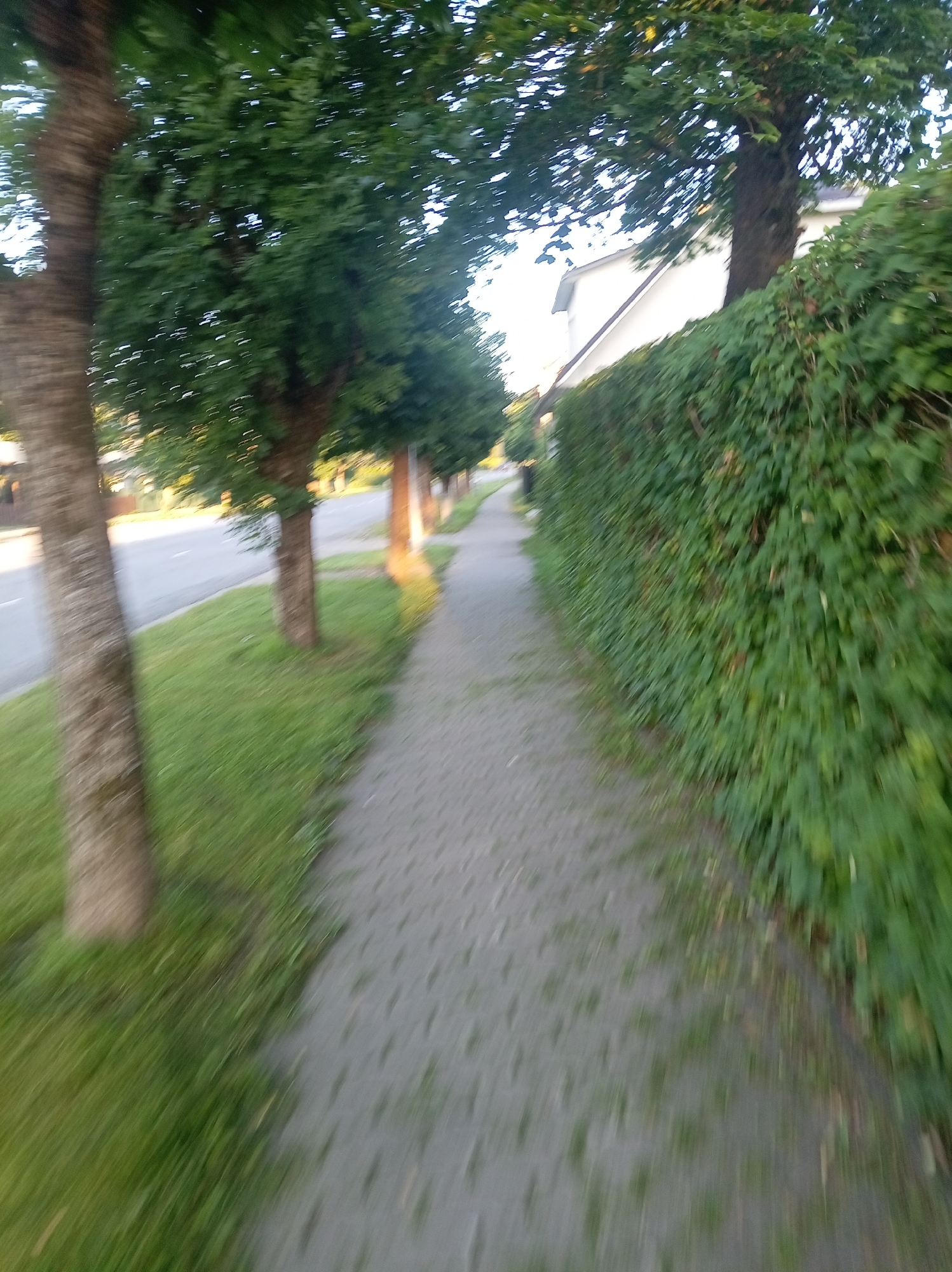 The image depicts a paved walkway running alongside a street lined with trees and a dense green hedge. The walkway is constructed of grey interlocking pavers. To the left of the walkway, a strip of green grass separates it from the street. The street itself is paved with asphalt and appears to be a road. Several trees with textured brown bark are planted along the grassy strip, their green foliage creating a canopy overhead. To the right of the walkway, a thick hedge of green leaves forms a dense barrier. In the background, a white building with a pitched roof is partially visible, suggesting a residential area. The lighting indicates it is daytime, possibly late afternoon, with some sunlight casting shadows and highlights. The motion blur suggests the photograph was taken while moving, likely from a low angle, possibly from a bicycle or a person walking rapidly. The scene is characteristic of a suburban street in Tapa, Estonia, where such tree-lined sidewalks and hedges are common.