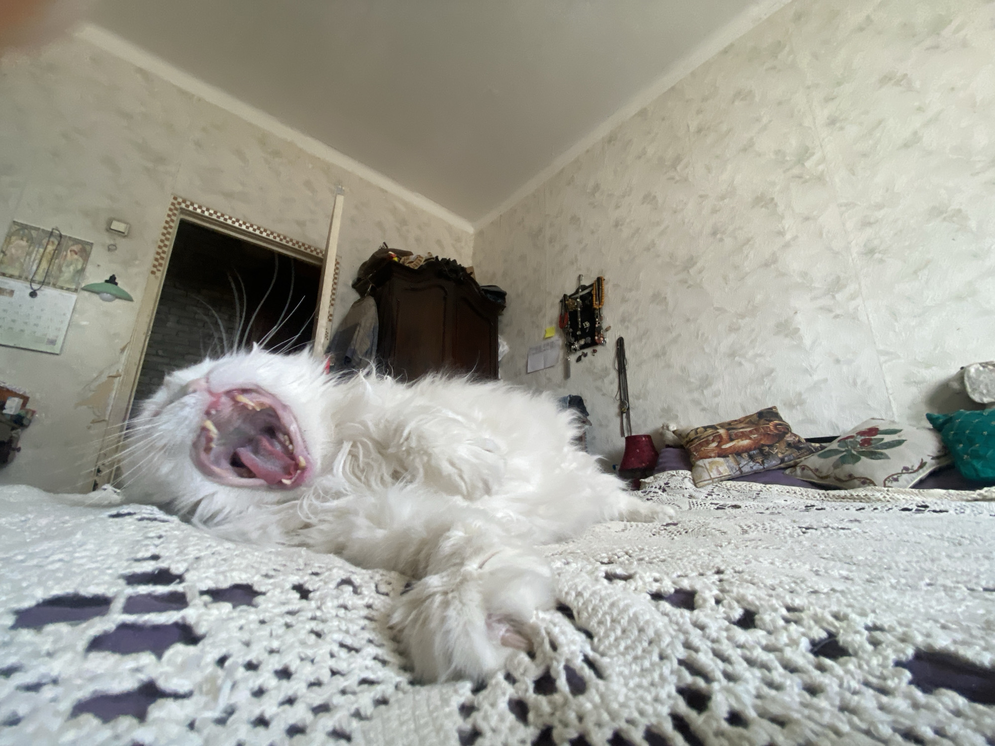 A fluffy white cat with its mouth wide open is lying on a bed covered with a white crocheted blanket. The cat appears to be yawning. The background includes a wall with textured wallpaper, a dark-colored wardrobe, and various decorative items. There is a doorway on the left side of the frame. The location is indicated as Khimki, Russia.