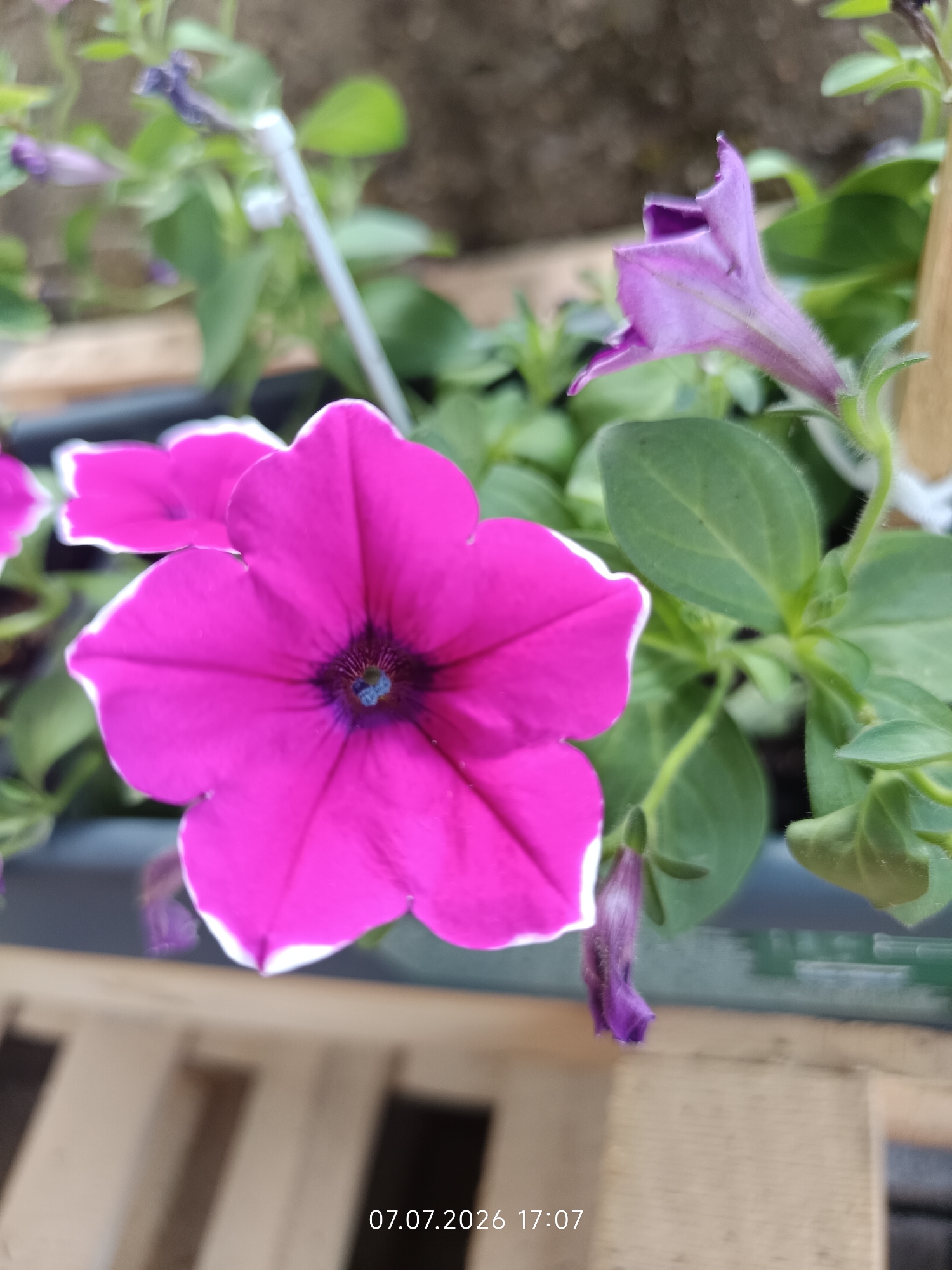 This media file is a close-up, eye-level shot of several blooming petunia flowers in a garden setting, likely a planter. The primary subject is a large, vibrant pink petunia with a white edge, its petals unfurling to reveal a deep purple center with a touch of blue. To the left, another pink petunia is partially visible, and in the background, a smaller, partially bloomed purple petunia is in focus. The flowers are surrounded by lush green leaves, some of which are slightly fuzzy.
The setting appears to be outdoors, with a blurred background that suggests a garden or natural environment. There are some hints of wooden structures in the foreground and background, possibly part of a planter box or garden furniture. The lighting suggests it is daytime, though the exact time of day is difficult to determine from the natural light alone.
The media file contains visible text overlaid at the bottom, which reads "07.07.2026 17:07". This indicates the date and time the photo was taken. The location context provided is Meudt, Germany, suggesting this is a view from that region. The overall mood conveyed is one of natural beauty and tranquility, typical of a garden scene. No people are visible in the media file.