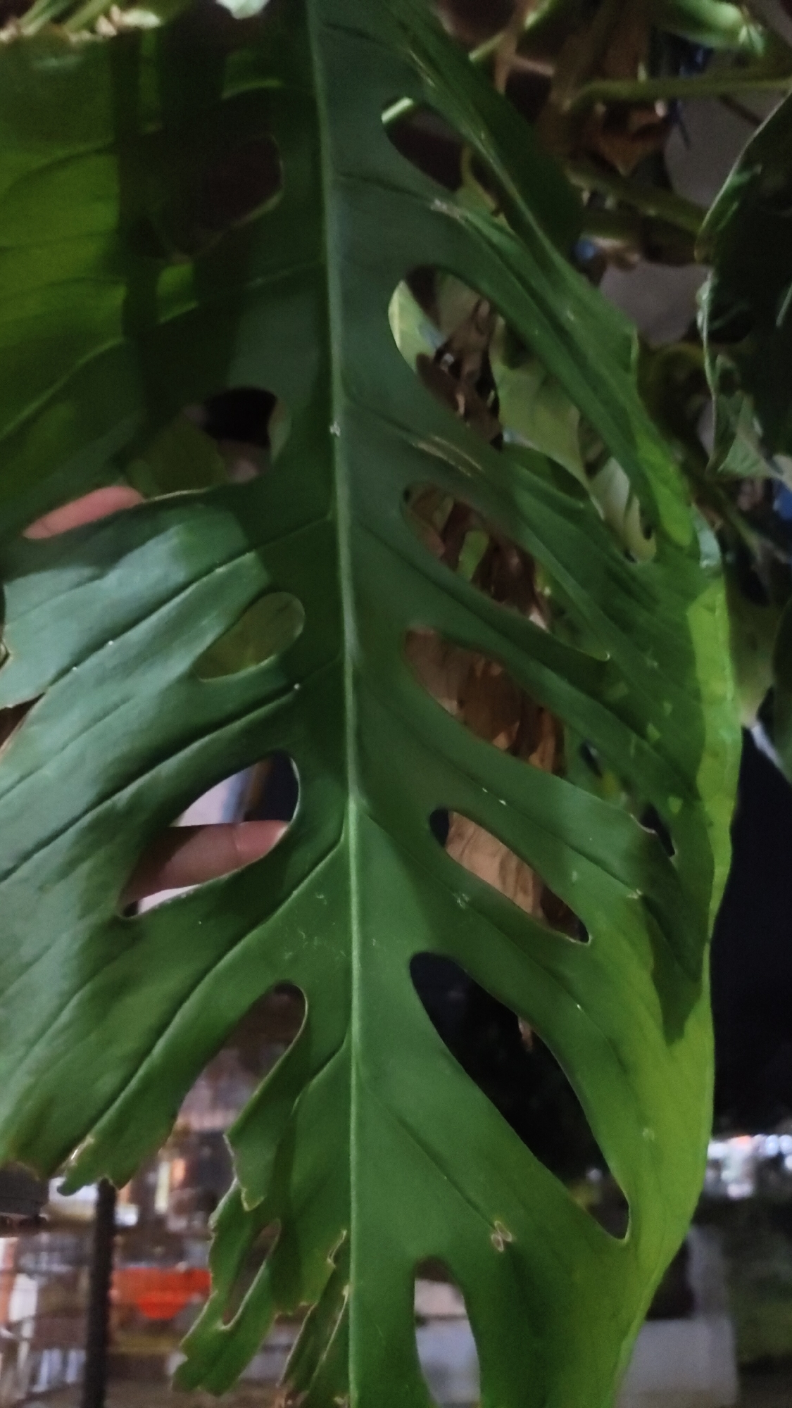 A close-up, vertical shot focuses on a large, green, perforated leaf, likely from a Monstera plant, with its characteristic fenestrations. The leaf dominates the foreground, casting shadows and obscuring much of the background. A human finger is visible through one of the holes in the leaf, indicating interaction with the plant. The background is blurred, suggesting an outdoor setting at night. Elements of the background hint at a city environment in Malang, Indonesia, with what appears to be streetlights or building lights visible in the distance. The overall lighting is dim, with the leaf being the primary illuminated subject.