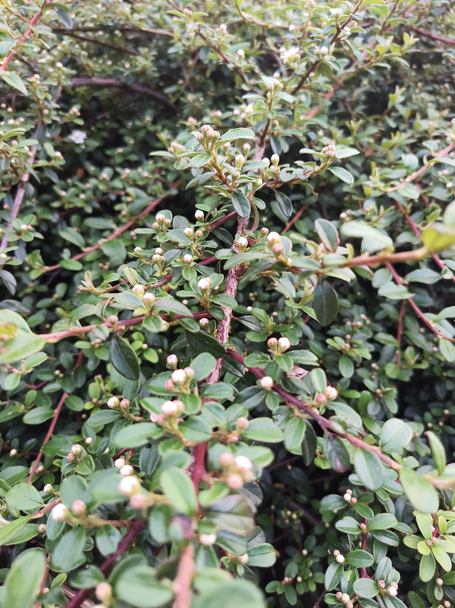 The image shows a close-up of a bush with small, round, green leaves and reddish-brown branches. White flower buds are visible throughout the bush, indicating it is likely in the process of blooming. The scene is densely packed with foliage, creating a textured and somewhat abstract composition. There are no people visible in the image. It is not possible to confirm the location as Ternopil, Ukraine based on visual evidence alone.