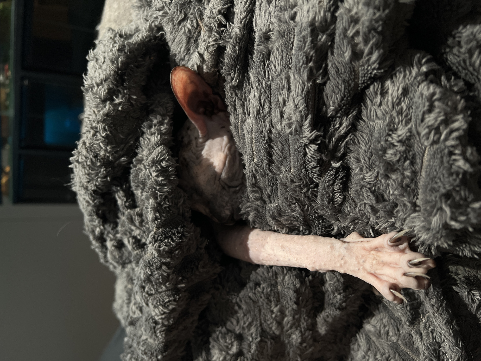 The image presents a close-up view of a Sphynx cat, distinguished by its hairless skin, partially concealed and nestled within a thick, grey, plush blanket. The cat's body is mostly hidden, with only one prominent, reddish-brown ear visible emerging from the folds of the blanket on the left side of the frame. To the right, a slender, pale front leg and paw extend out from under the cover. The paw clearly displays the cat's long, sharp, light-colored claws.
The setting appears to be indoors, likely a cozy domestic environment. A strong, directional light source, presumably natural sunlight entering through a window, illuminates parts of the cat's ear, paw, and the textured blanket. This lighting creates high contrast, casting bright highlights on exposed surfaces and deep shadows within the blanket's folds and in the background. The background itself is dark, out of focus, and indistinct, showing shapes that could be furniture or a window frame, with a subtle blue light or reflection visible. The time of day is suggested to be either morning or late afternoon due to the angle and intensity of the light. The cat appears comfortable and relaxed, bundled in its soft covering. There is no visible text in the image. The location context provided is Khimki, Russia.