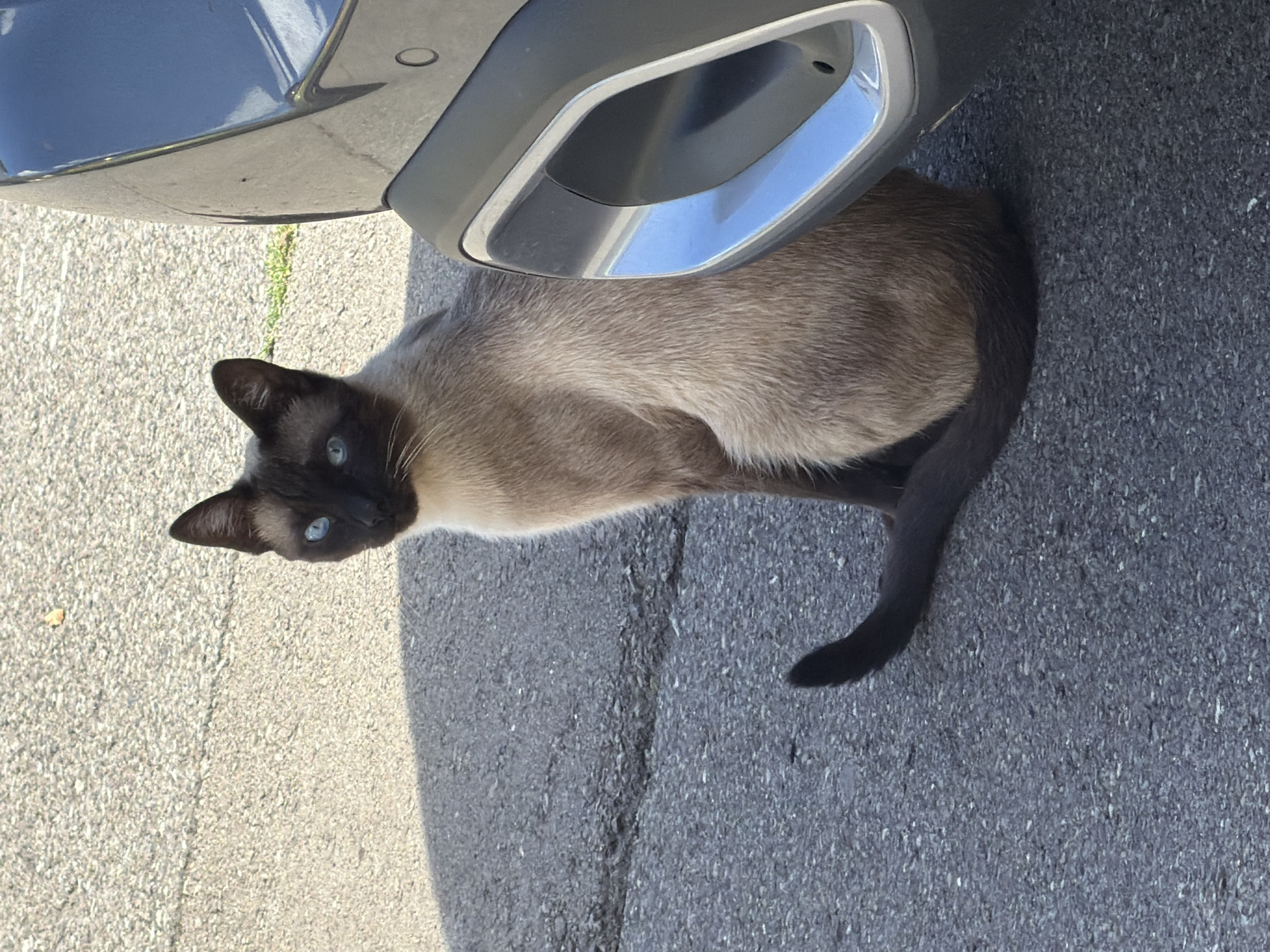 A Siamese cat with bright blue eyes sits on an asphalt surface next to a dark-colored vehicle. The cat is facing towards the viewer and is partially shaded by the car. The cat's fur is a mix of cream and brown, with darker points on its ears, face, and tail. The asphalt appears to be a street or parking lot, with some cracks visible. A metallic trim piece is visible on the car's exterior. The environment is outdoors, with sunlight casting a shadow. The location is the city of Esch-sur-Alzette, Luxembourg.