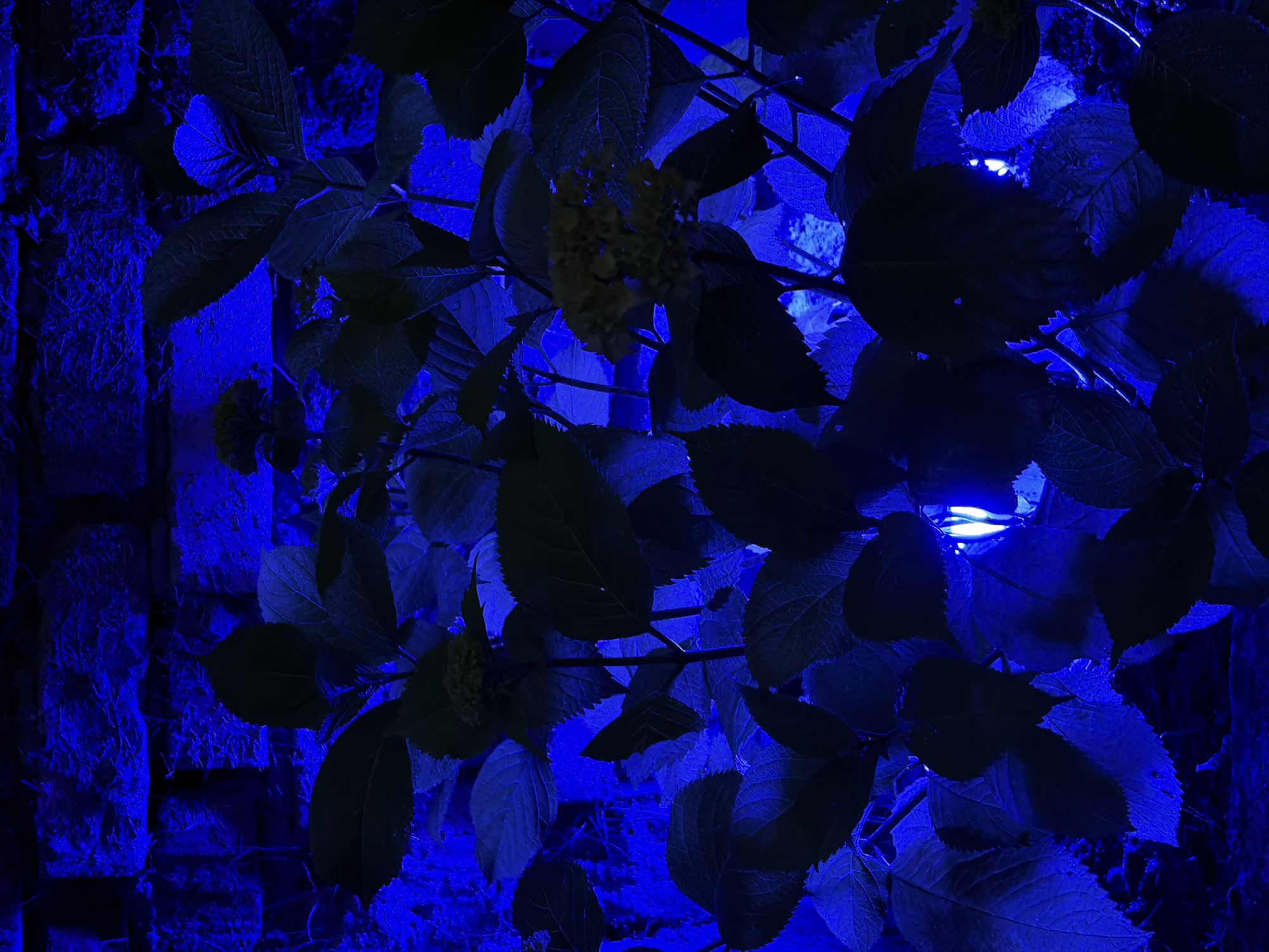A close-up, dimly lit, vertical shot captures the dark green foliage of a plant illuminated by bright blue lights. The plant's leaves, some with serrated edges, are silhouetted against a textured, dark blue brick wall in the background. The lighting creates a dramatic, almost mysterious atmosphere. The image was taken in Chermen, Russia, where such lighting might be used for aesthetic or decorative purposes, perhaps in a garden or outdoor space. There are no people visible in the scene, and the focus is entirely on the interplay of light and shadow on the plant and the wall. The overall impression is one of a still, nocturnal scene, where the artificial blue light transforms the natural elements into something otherworldly.