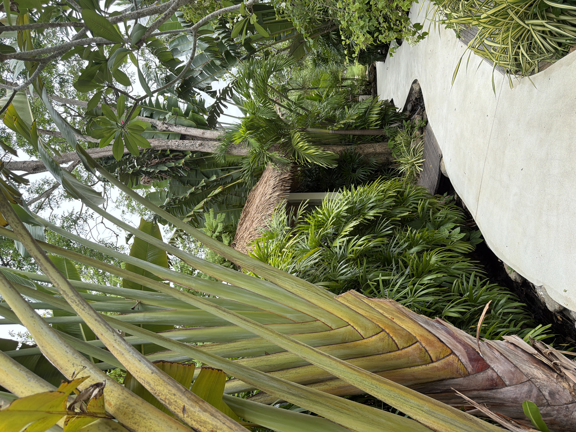 An outdoor pathway winds through a lush, tropical environment. The path, constructed of light-colored concrete, curves to the right, with a small wooden bridge crossing a dark, shallow channel on the left. Dense green foliage, including large palm leaves and a prominent, fan-like plant on the left, surrounds the pathway. In the background, a small structure with a thatched roof is visible. The scene suggests a resort or garden setting in a warm, humid climate.