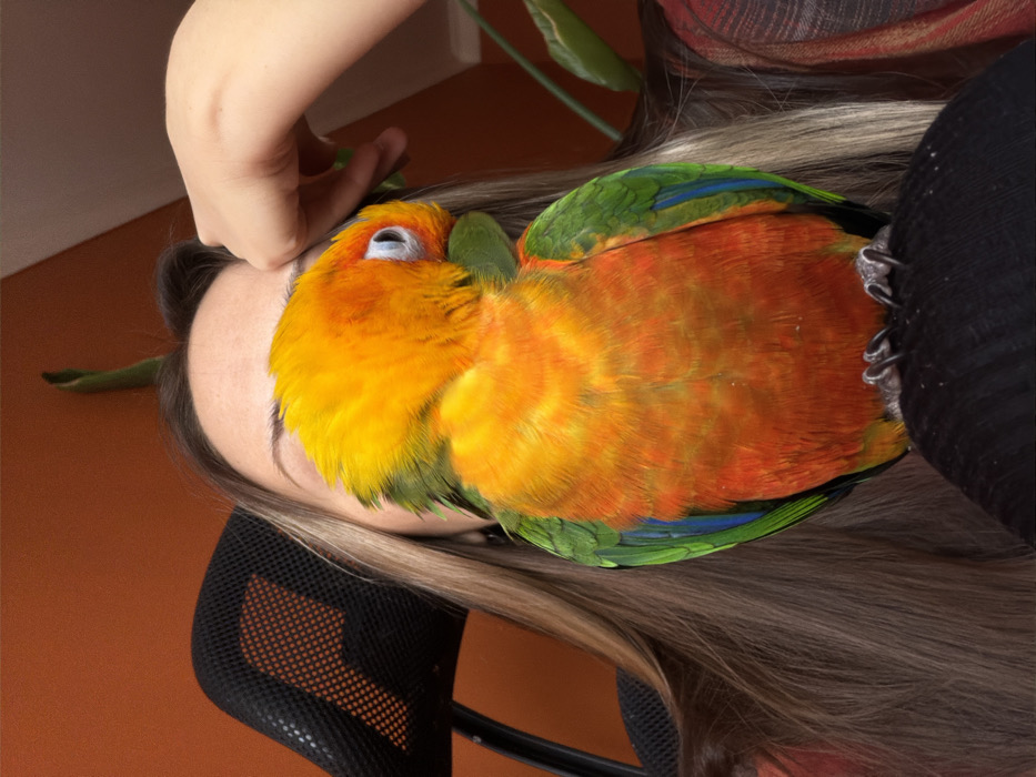 A colorful parrot is resting on a person's face and hair. The parrot's feathers are a vibrant mix of yellow, orange, and green, with blue accents on the wings. The person's hand is gently touching their forehead, and their eyes are closed. The background includes a hint of indoor plants and a chair. The overall image conveys a sense of peace and affection.
