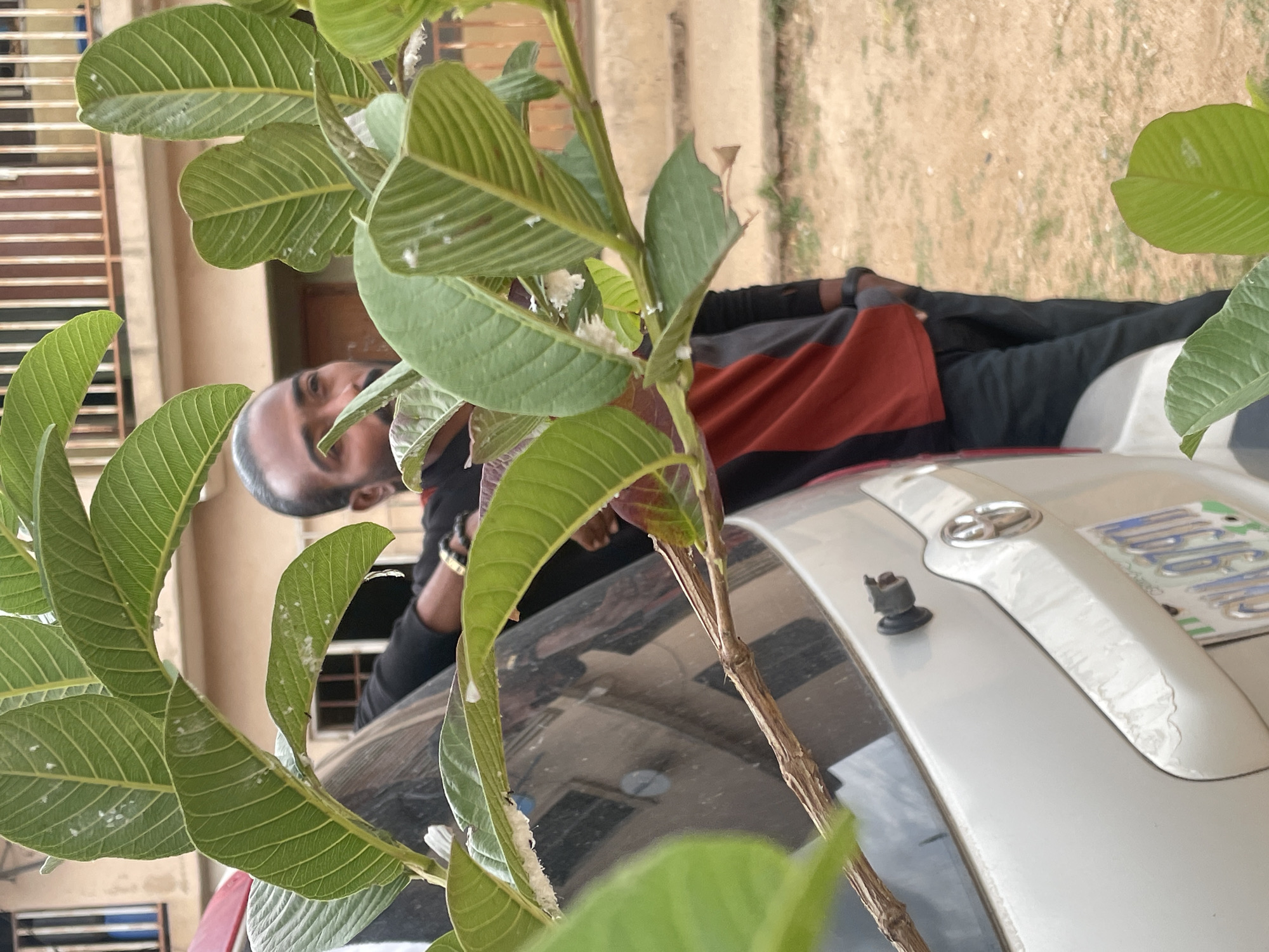 A medium shot reveals a man standing behind a silver-colored vehicle, partially obscured by a lush green plant in the foreground. The man is fair-skinned with short black hair and a beard. He is wearing a black long-sleeved shirt with a red and black striped section. He appears to be looking directly at the camera.
The vehicle is a silver car with visible damage to the paint on its hood. A license plate is partially visible.
The plant in the foreground is a young tree or bush with large, rounded green leaves.
The setting appears to be in an urban or residential area, possibly in Jos, Nigeria, though it is difficult to confirm without additional landmarks. The background includes a multi-story building with beige walls. The lighting suggests it is daytime.