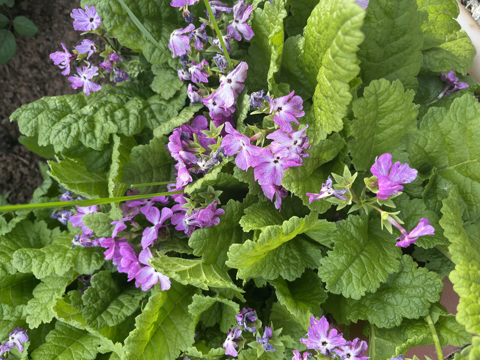 A close-up, high-angle shot captures a vibrant plant featuring numerous textured green leaves and clusters of purple and white flowers, likely in Shud'ya, Russia. The leaves are broad, deeply veined, and have crinkled surfaces with scalloped edges, indicating healthy growth. The flowers, with five petals each, display a gradient from deep purple on the edges to lighter purple or white centers. Some flowers appear fresh and fully bloomed, while others are visibly wilting or faded, showing signs of aging. The plant is densely packed, with the lush foliage providing a rich green backdrop for the colorful blossoms. In the background, dark soil or ground is visible, suggesting an outdoor garden or a large planter. A thin blade of green grass diagonally crosses the upper left portion of the frame. The scene is well-lit by natural daylight, highlighting the plant's intricate details and textures. No text is visible.