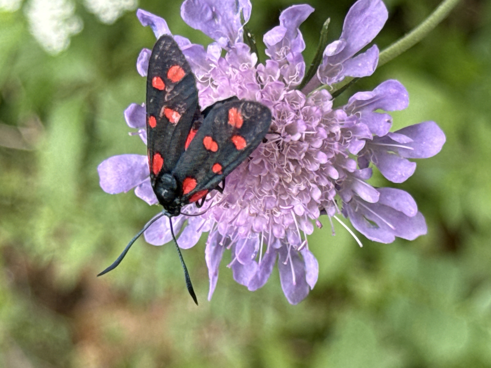 A close-up shot captures a black moth with distinct red spots resting on a pale purple flower. The moth's wings are spread, showcasing their speckled pattern. Its slender antennae extend forward, and its body is clearly defined against the delicate petals of the flower. The flower itself features multiple small, intricate petals, with some elongated and petal-like structures extending outwards. The background is a soft blur of green foliage, suggesting an outdoor, natural environment, possibly in the vicinity of Molveno, Italy, a town nestled near the Dolomites and known for its natural beauty and outdoor recreation opportunities.