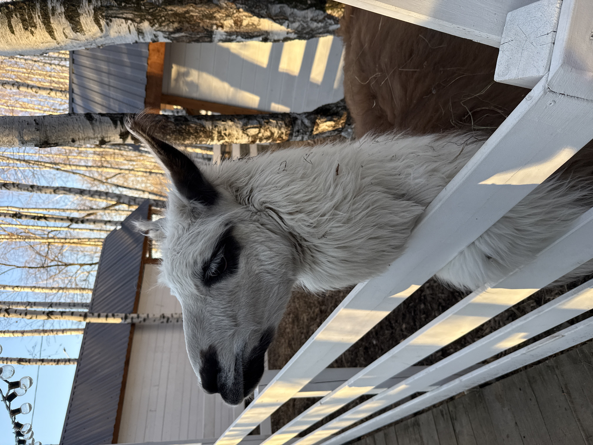 A llama with a white and gray head is looking over a white wooden fence. The llama is partially visible, with its head and neck extending over the fence. The fence is made of horizontal wooden slats. Behind the fence, there is a brown llama body. The background includes a gray building with a corrugated metal roof, birch trees with bare branches, and a blue sky. The location is Yekaterinburg, Russia.