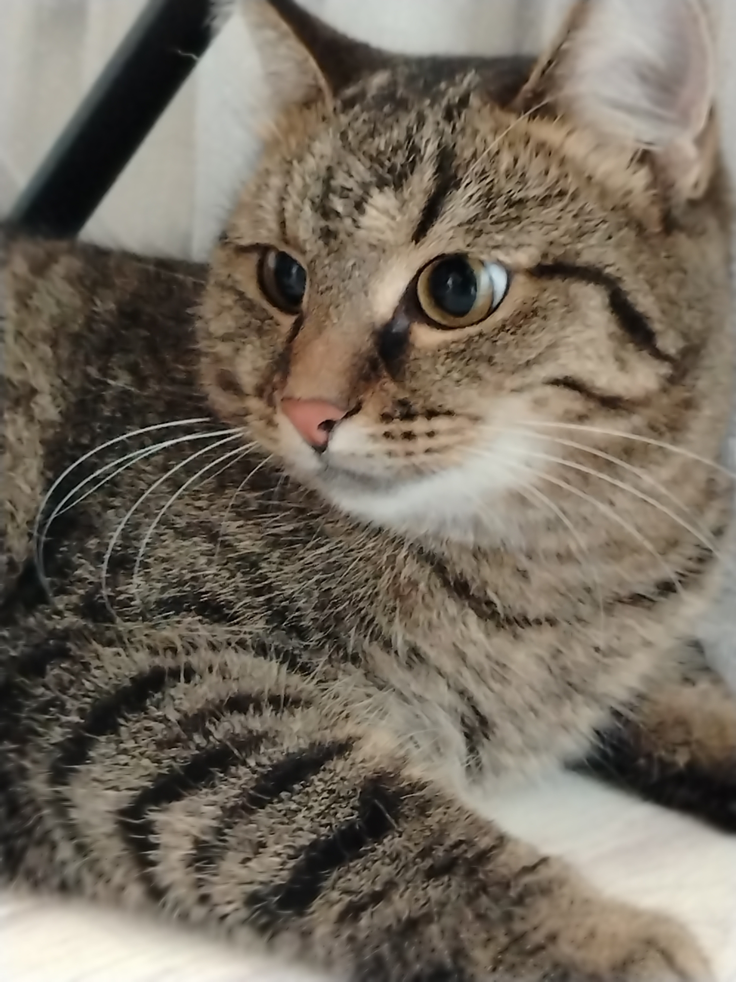 A close-up, eye-level shot captures a tabby cat with distinct dark stripes against a lighter brown and tan background. The cat's fur is textured, and its whiskers are prominent. Its eyes are wide open, with light reflecting in the pupils. The background is softly blurred, with a hint of a dark object in the upper left corner and a light-colored surface in the lower portion of the image. The image does not depict any specific location in Yanaul, Russia, nor does it show any people or actions.
