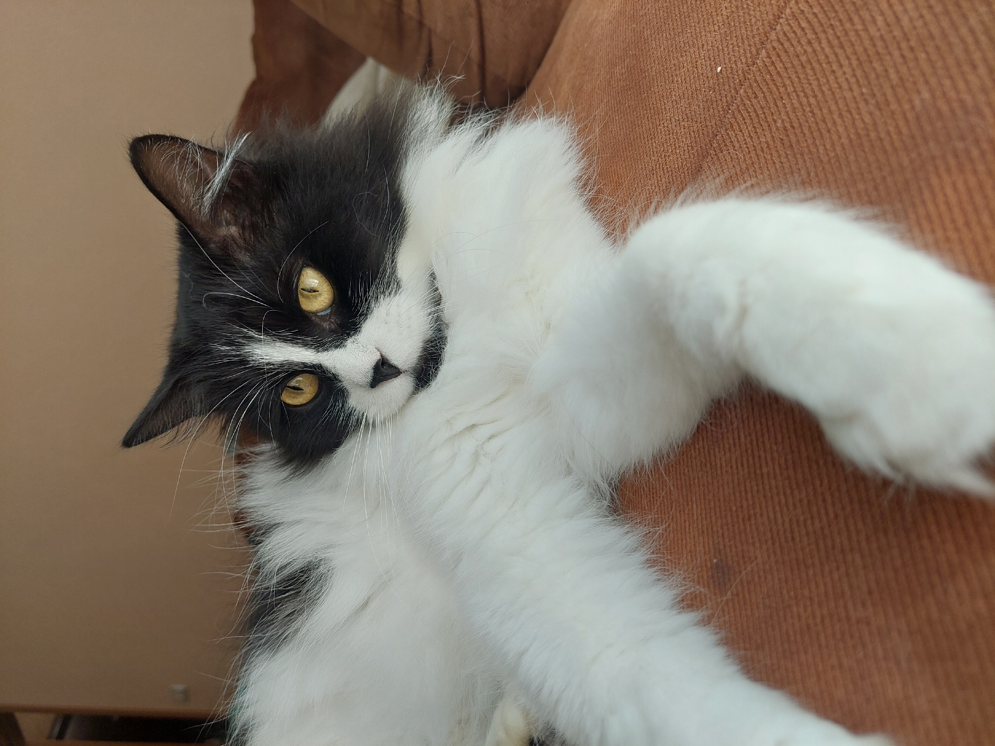 A black and white cat with yellow eyes lies on a brown surface. The cat is oriented diagonally, with its head towards the upper left corner and a white paw extended towards the upper right corner. The cat is lying on what appears to be a couch or similar upholstered surface. Location information for Plovdiv, Bulgaria is not visible.