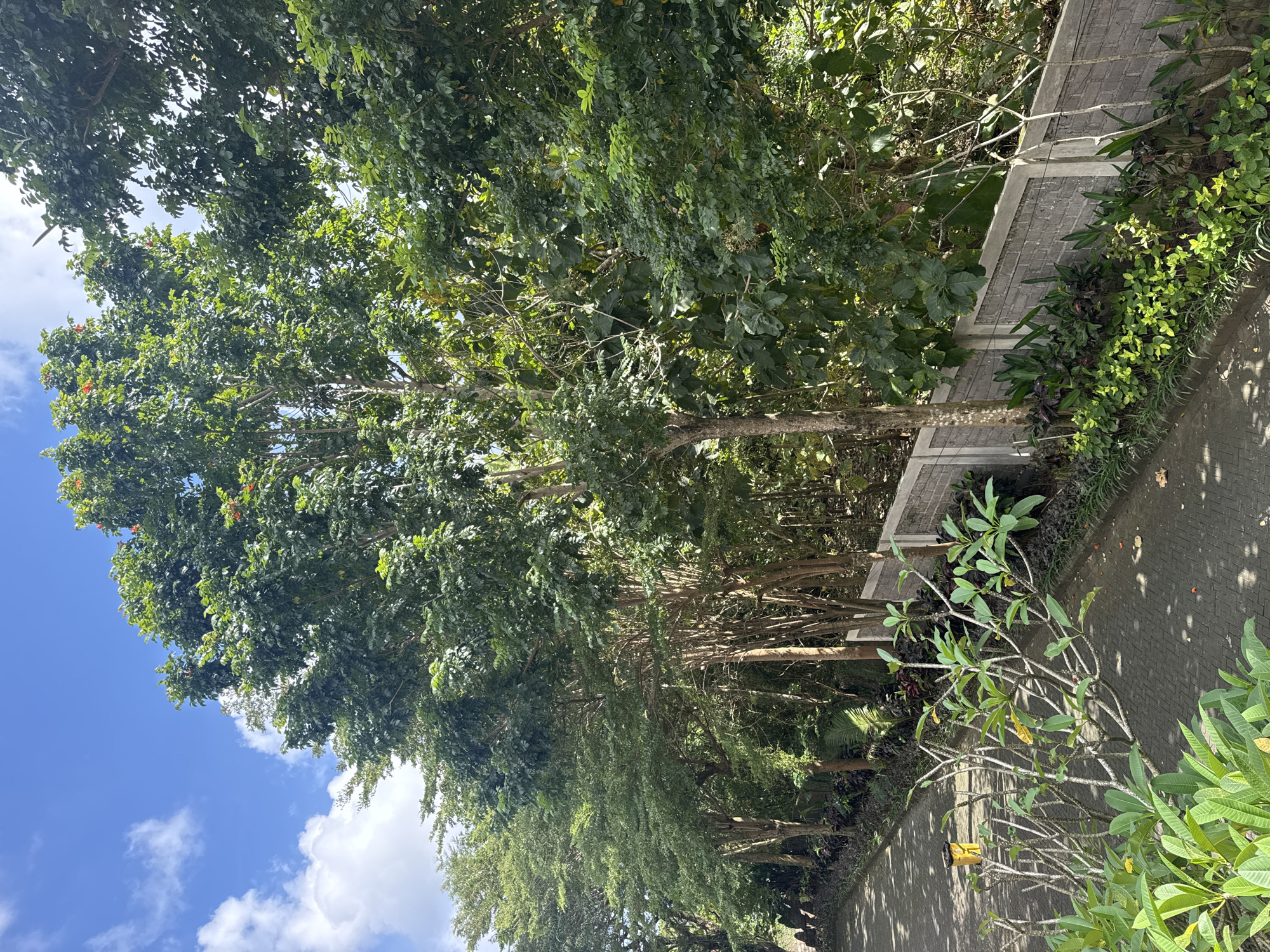 The image depicts a view along a walkway in Kuta Selatan, Indonesia. Lush green trees line one side of the walkway, partially obscuring a concrete retaining wall. The opposite side features a plumeria tree with light green leaves and exposed branches. The walkway itself is paved with grey bricks. The sky is visible in the upper left corner, showing a blue sky with scattered white clouds. Shadows fall across the walkway, indicating sunlight. The overall impression is one of a tropical, natural environment integrated within an urban setting.