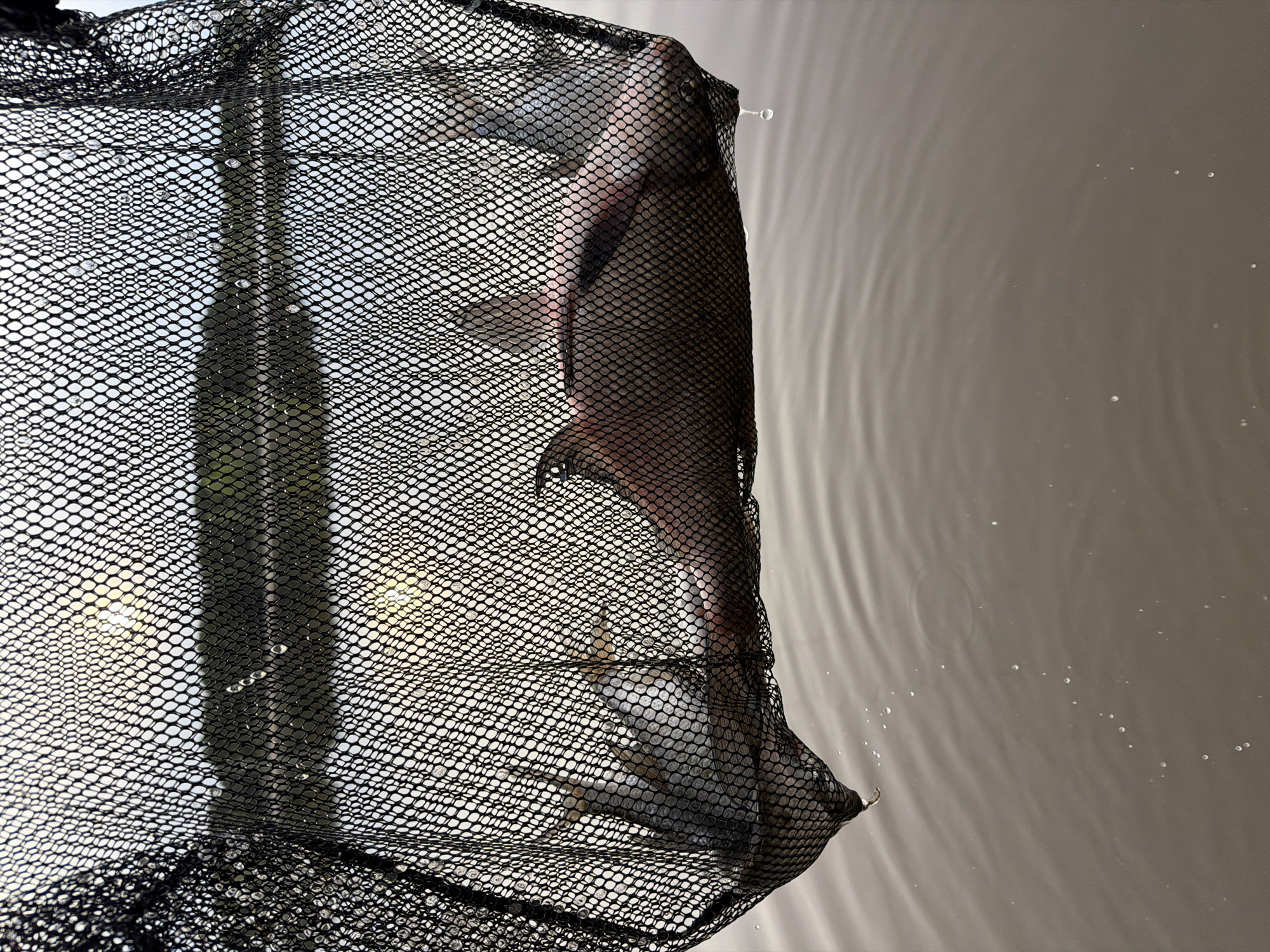 A fish, possibly a carp, is caught in a black mesh net. The net is partially submerged in water, which shows ripples on the surface. The location is likely a body of water in Chaikovsky, Russia, based on the prompt context. The image predominantly shows the mesh of the net and the fish trapped within, with the water occupying a significant portion of the frame. There are no people visible in the image. The environment consists of the water and the background visible through the net.