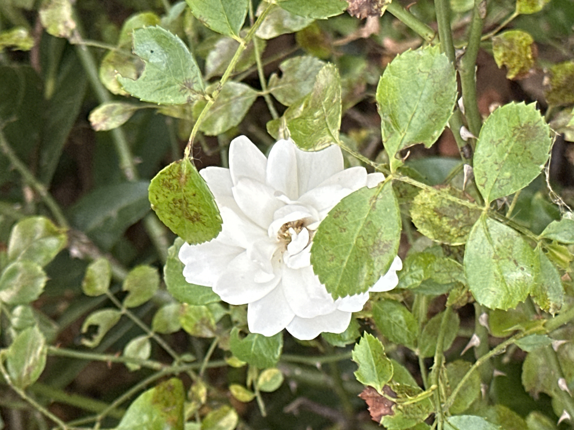 A close-up, eye-level shot captures a white rose bloom nestled amongst thorny green stems and leaves, some of which show signs of browning and damage. The rose, the central focus, is partially obscured by surrounding foliage. The background is a soft blur of green and brown, suggesting an outdoor garden setting. There are no people or specific landmarks visible that would indicate a location in Krefeld, Germany. The image appears to be taken during daylight hours, with natural light illuminating the scene.