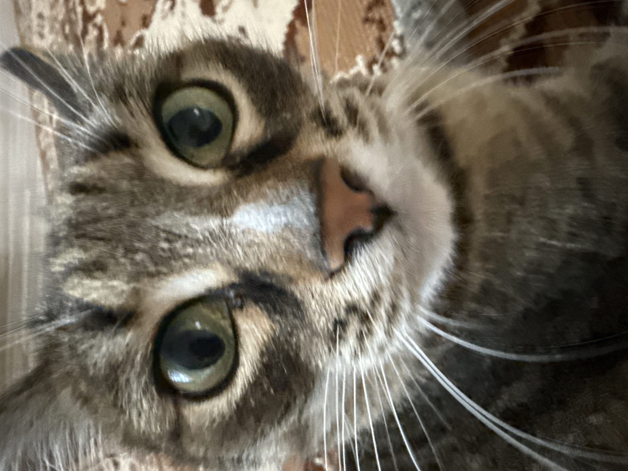 The image is a close-up, front-facing portrait of a tabby cat's face. The cat has green eyes, a pink nose, and prominent white whiskers. The background is blurry and appears to be a patterned surface, possibly a rug or blanket, with colors in shades of brown and beige. There are no discernible human subjects or specific landmarks that would indicate a location within Votkinsk, Russia. The scene is a domestic setting, focusing solely on the feline subject.
