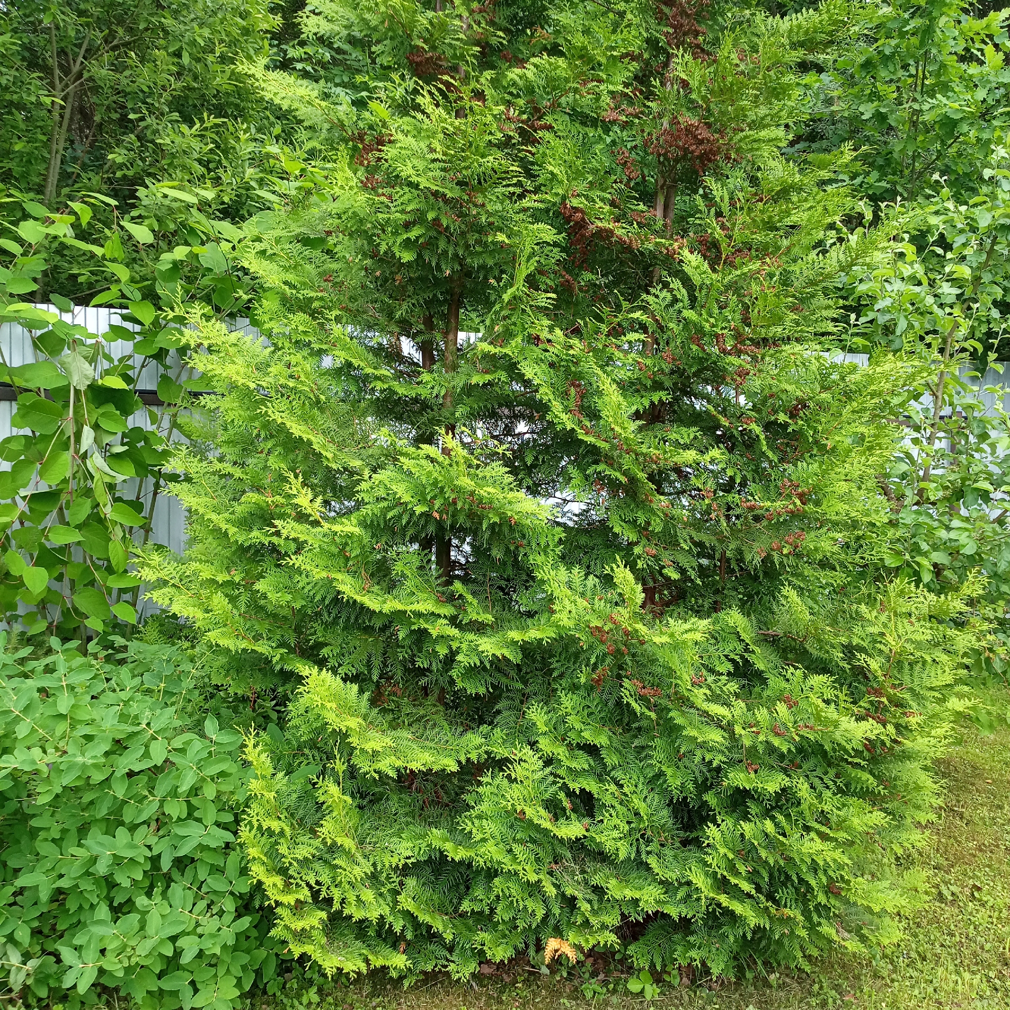 This media file is a photograph of a vibrant green cedar tree in a garden setting. The tree is the central subject, with its dense foliage and small, reddish-brown cones clearly visible. The branches are layered and feathery, giving the tree a full and lush appearance.
Surrounding the cedar tree are other plants and vegetation, creating a natural and verdant backdrop. To the left of the cedar, a white metal fence is partially visible, indicating a boundary or property line. Behind and around the tree, various shades of green from other trees and bushes create depth and texture in the scene. The ground beneath the tree is covered in grass and some fallen leaves or debris, suggesting it's an outdoor environment.
The lighting suggests it is daytime, with no specific time of day clearly discernible. The weather appears to be fair, with bright foliage indicating healthy plant growth. There are no people or specific objects other than the natural elements and the fence. No text is visible in the image. The overall impression is one of a well-maintained garden or natural landscape, focusing on the beauty and texture of the cedar tree.