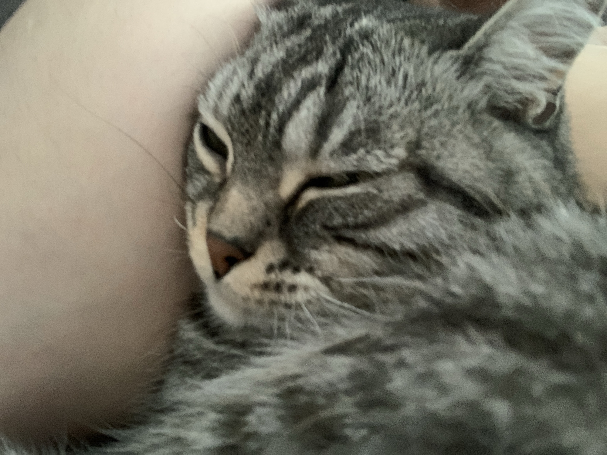 The media file is a close-up, slightly blurry photograph of a grey tabby cat resting against a person's shoulder or chest. The cat's eyes are partially closed, suggesting it is relaxed or sleepy. The fur is a mix of grey, black, and lighter grey stripes, characteristic of a tabby pattern. The cat's nose appears to be a light brown color. The background is dominated by the soft, out-of-focus skin tone of the person holding the cat. The lighting suggests it could be daytime, but no specific time of day is discernible. The image has a warm, intimate feel, capturing a moment of comfort and companionship. There is no visible text in the image. The context provided is Stavropol, Russia, which offers a geographical location but no specific visual cues are present in the image to confirm this.