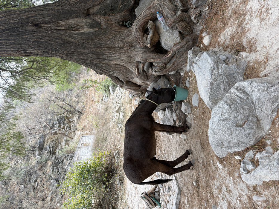 In San Miguel Atlapulco, Mexico, a dark brown equine animal, possibly a mule or donkey, stands on dry, rocky ground with its muzzle submerged in a teal-green plastic bucket, appearing to drink or feed. A light-colored rope halter is visible on the animal's head. To the animal's rear-left, a piece of pack equipment, possibly a saddle, rests on the ground. The scene is set outdoors in a dry, mountainous environment. A large tree with thick, gnarled roots occupies the right side of the frame; a clear plastic water bottle with a blue cap lies among these roots. The background consists of a steep, arid hillside featuring exposed grey rock formations, dry earth, and sparse, mostly leafless vegetation. A partial concrete structure, appearing as a wall with two open rectangular sections, is visible on the lower-left slope of the hillside. The ground around the animal is covered in light brown dirt, small pebbles, and larger grey rocks. No human subjects are present.