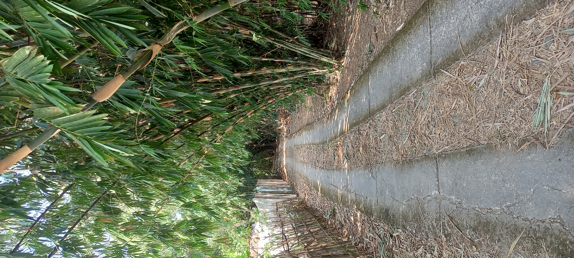 The image depicts a narrow, unpaved road with a concrete track running down the center, covered in dry bamboo leaves and debris. The road is flanked by dense bamboo groves on the right, with tall bamboo stalks arching over the path, forming a canopy. On the left side of the road, a rustic fence constructed of thin wooden poles is visible, behind which is a white-paneled structure. The environment suggests a rural or semi-rural setting, likely in Cintaratu, Indonesia, given the prevalence of bamboo and tropical foliage. The lighting indicates it is daytime, with sunlight filtering through the bamboo leaves, creating dappled shadows on the road. There are no people or animals present in the image.