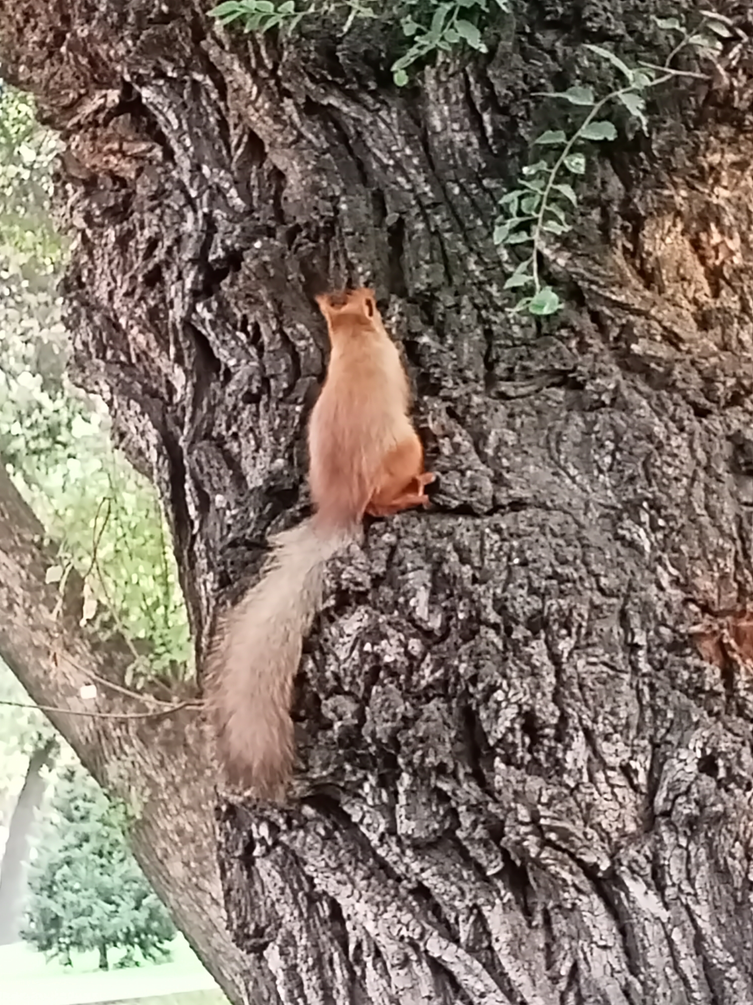 A red squirrel is perched on the rough bark of a large tree. The squirrel is facing away from the camera, looking up the tree trunk. Its bushy tail is long and fluffy, extending down the bark. The tree's bark is deeply furrowed and textured. Green leaves from a small branch are visible at the top of the tree, near the squirrel. In the background, blurred greenery and trees suggest an outdoor setting, likely a park or wooded area. The lighting appears natural, possibly indicating daytime. The overall scene is peaceful and naturalistic. There is no visible text.