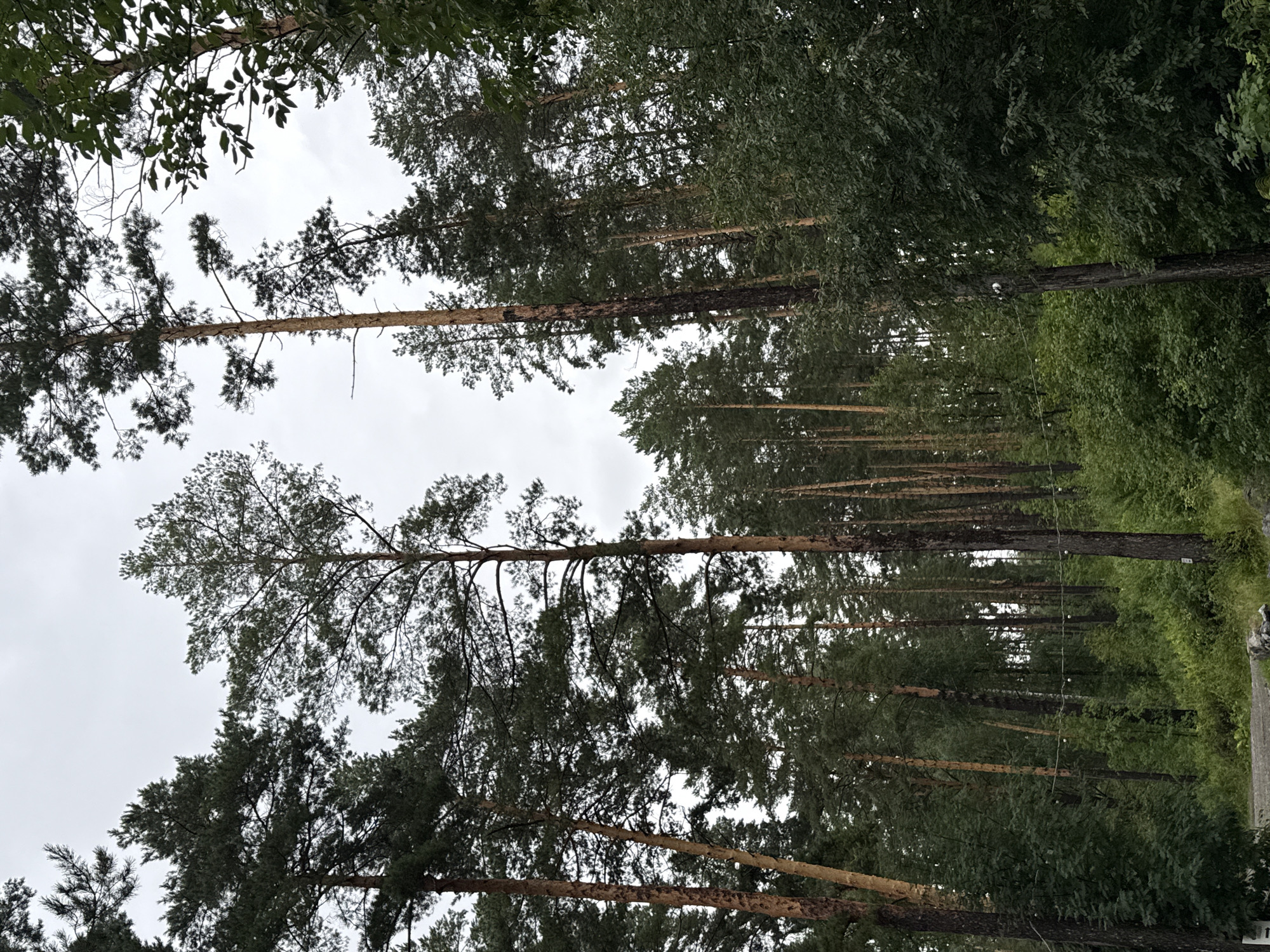 The image depicts a forest scene with tall pine trees dominating the frame, reaching towards a overcast sky. The ground is covered in dense green undergrowth, with some visible rocks and a dirt path in the lower left corner. There are no people or animals present in the image. The scene appears to be located in a natural, undeveloped area, consistent with the description of a forest in Nizhnekayancha, Russia. The lighting suggests it is daytime, but the cloudy conditions create a diffused, muted light. The overall impression is one of a serene, yet somewhat somber, natural environment.