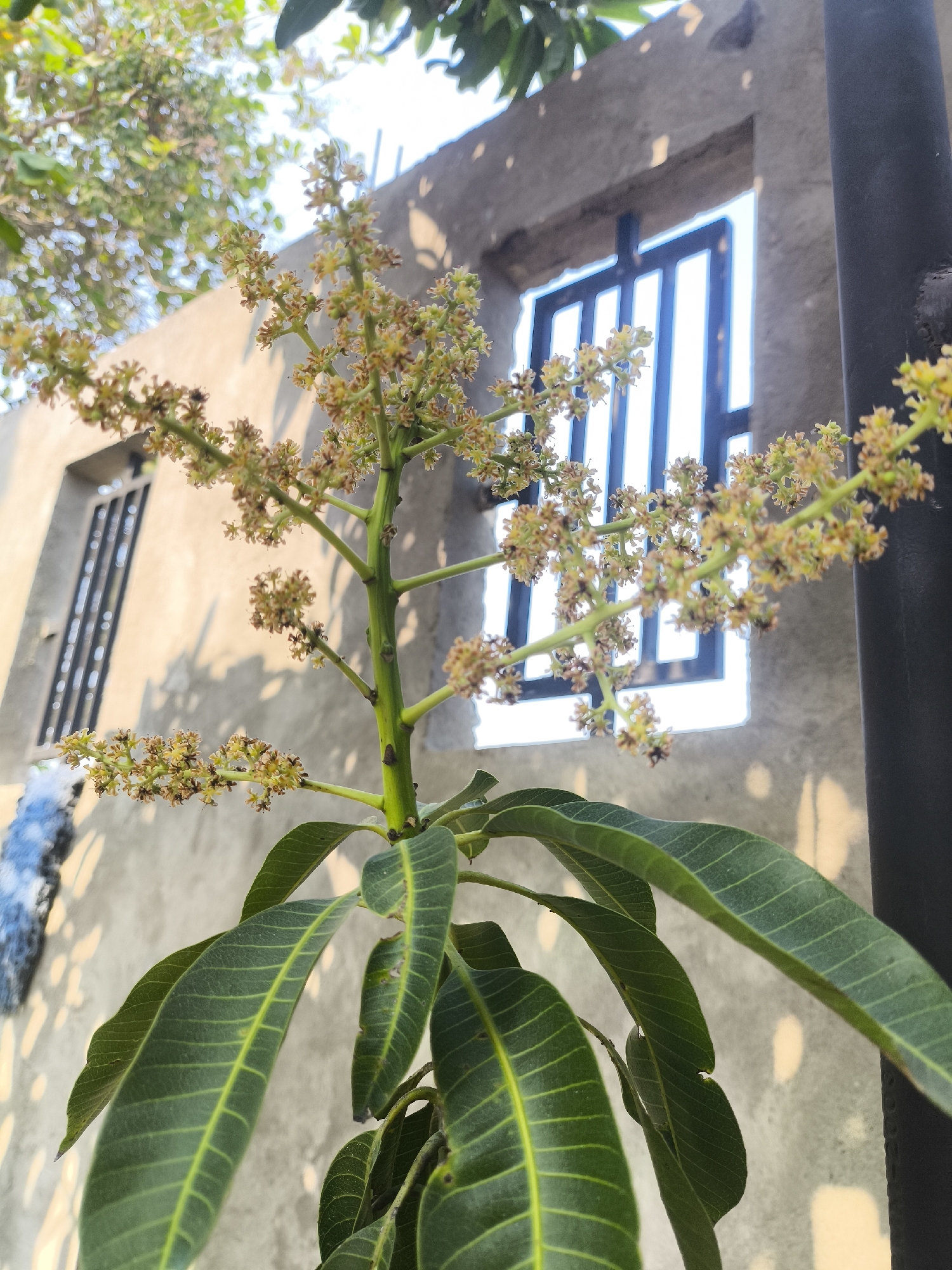An outdoor, low-angle shot captures a mango tree's flowering branch in the foreground, with a blurred, light-colored building and sky in the background. The branch, with its green leaves and numerous small, light-yellow flowers, extends from the bottom left to the upper right of the frame. The building, a weathered concrete structure, features two square window openings with dark, vertical bars. Sunlight casts dappled shadows on the building's surface. The image was taken on a clear day, with some leafy branches visible in the upper left corner. The location is Jenu, Indonesia.