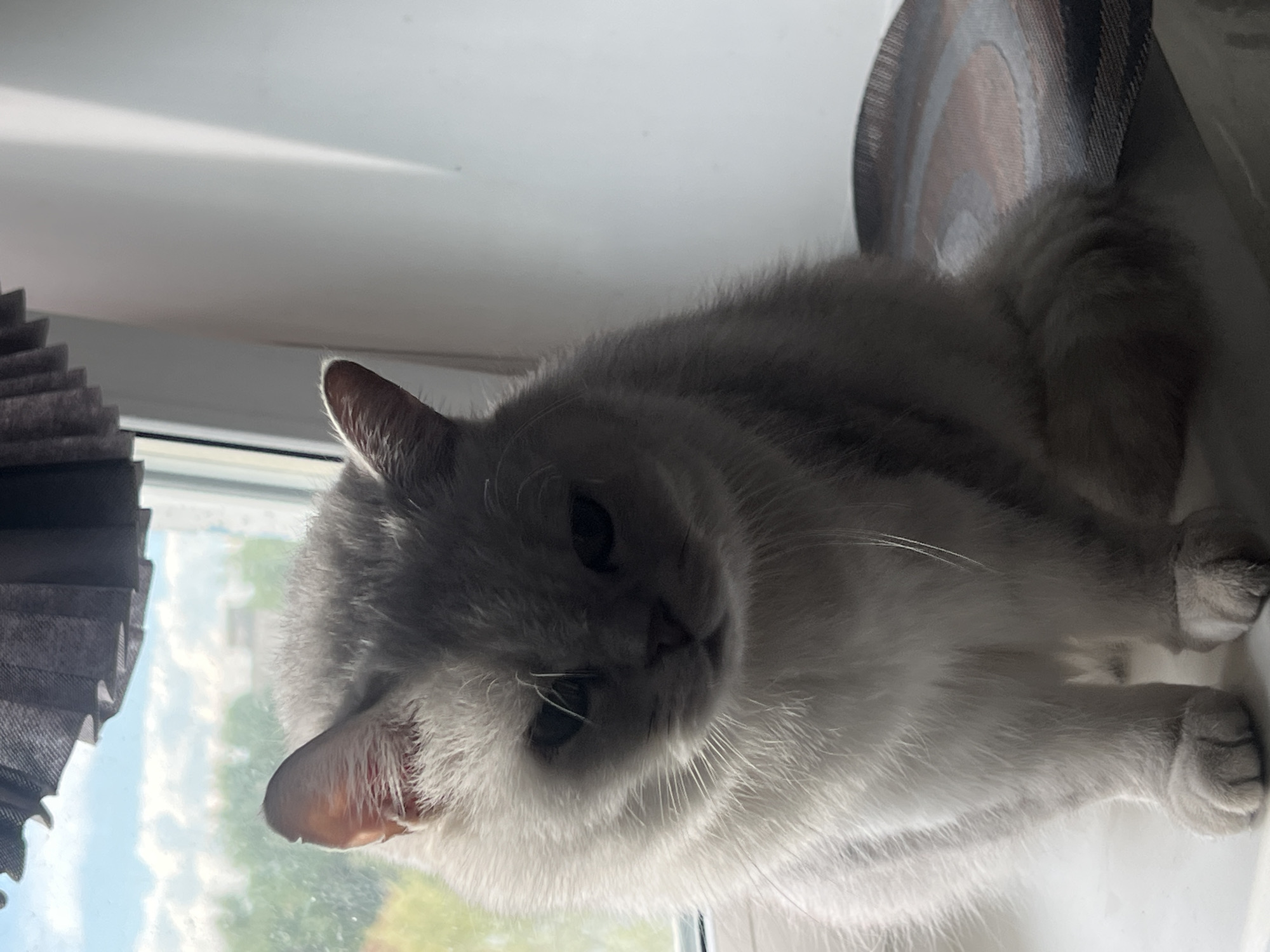 A grey and white cat lies on a windowsill next to pleated shades. The background shows an out-of-focus view of trees and sky. The location is Unknown, Unknown.