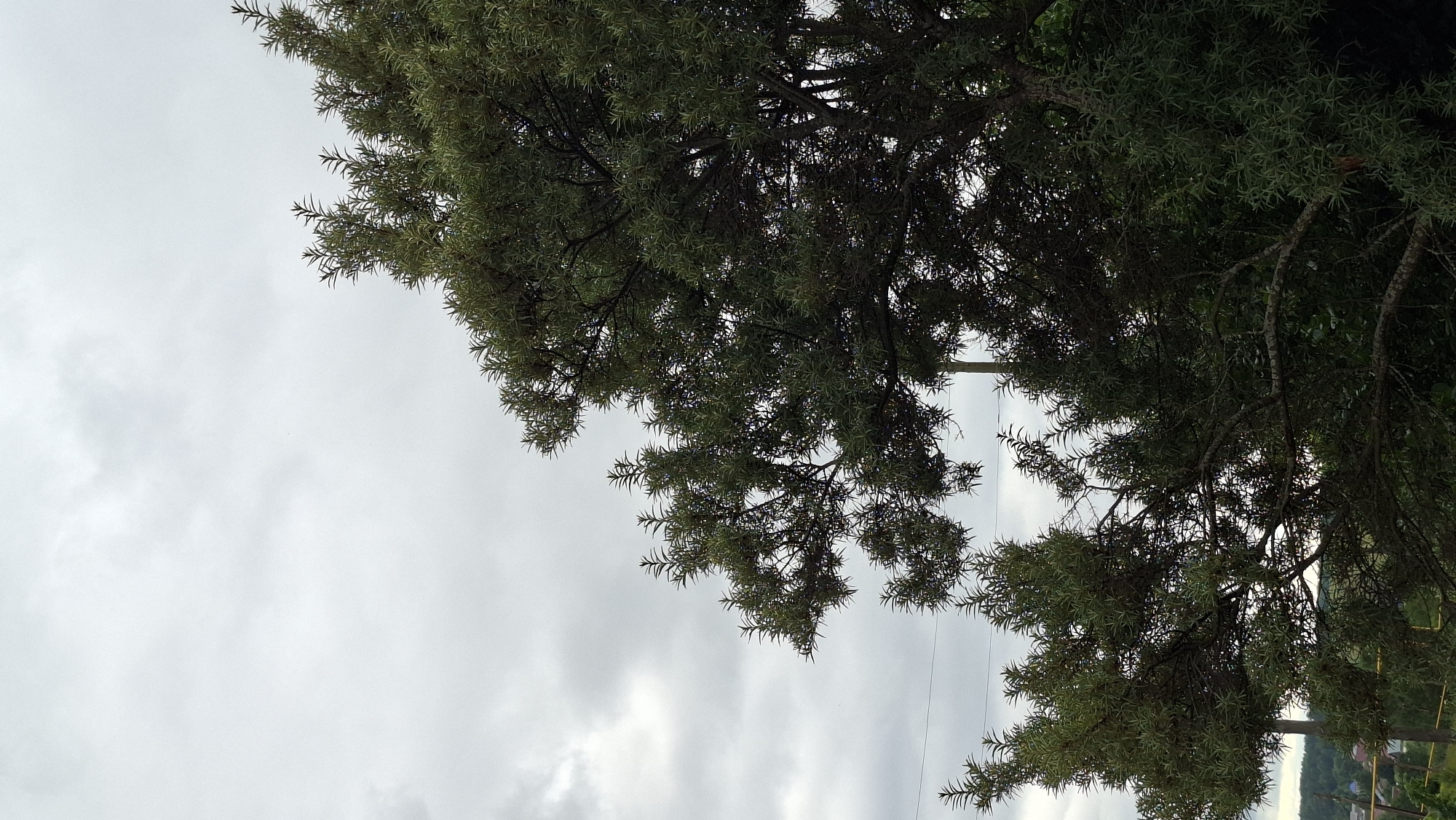 The image shows the branches and foliage of a tree against a cloudy sky. The perspective is from below, looking upwards. The tree has dark green, needle-like leaves and gnarled branches. Some areas of the foliage are denser and darker, suggesting shadows or thicker growth. In the distance, visible through the branches, there is a hint of a landscape with rolling hills and some structures, suggesting a rural or semi-rural setting. A thin black wire, possibly a utility line, is visible in the upper portion of the image, crossing against the sky. The sky is overcast with soft, grey clouds, indicating a cloudy or possibly rainy day. There is no discernible activity or event taking place, the image is a still shot of the natural environment. The overall mood is calm and naturalistic, with no strong emotional cues. No text is visible in the image. The location context provided is Большой Букор, Russia.