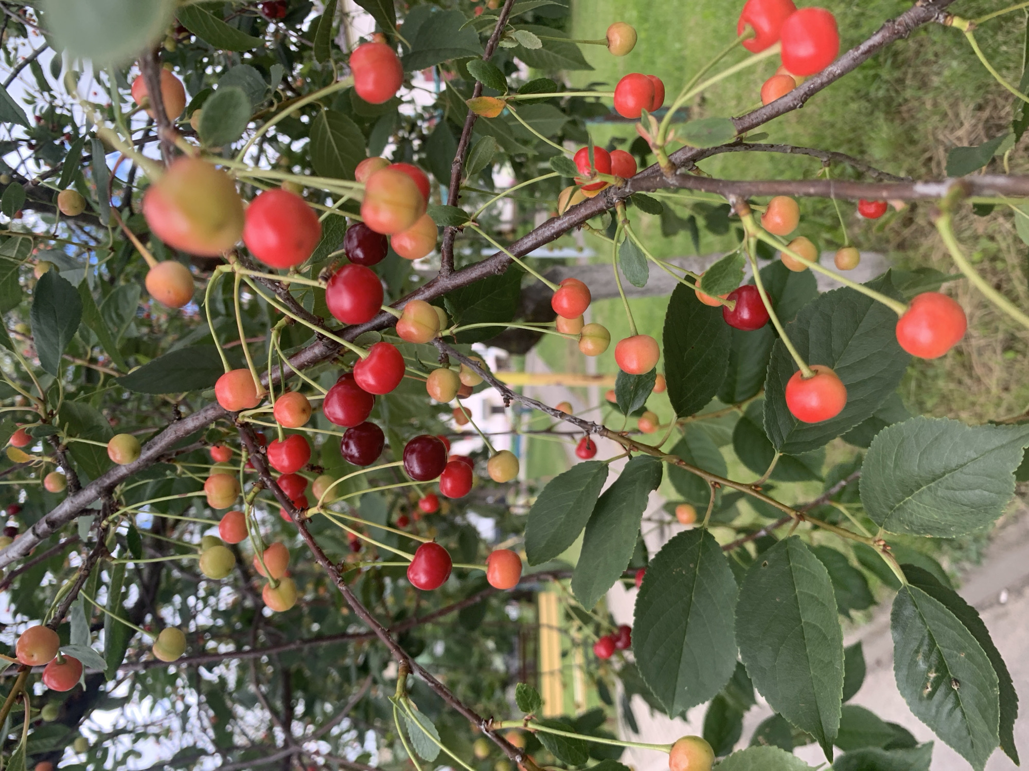 In Kapyĺ, Belarus, a close-up, eye-level, outdoor shot focuses on a cherry tree branch laden with ripe cherries. The cherries vary in color from light yellow and orange to deep red and burgundy, with some showing a gradient of ripening. They are clustered on thin stems, some appearing round and plump, others slightly elongated. Dark green leaves, some with visible veins and slight imperfections, surround the fruit. The background is blurred, suggesting a shallow depth of field, but hints of a grassy area, a paved walkway, and possibly a building can be discerned. The lighting appears overcast, creating soft shadows and a muted overall tone. There are no people or animals present in the image.