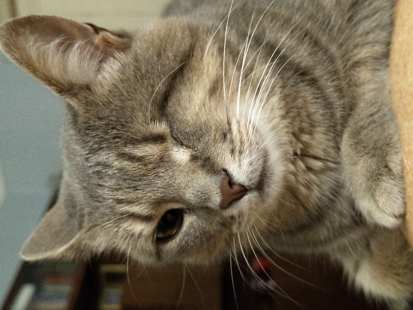 A close-up, eye-level portrait of a gray tabby cat is shown. The cat is positioned slightly off-center to the right, with its head tilted and one eye closed in a wink. The cat's fur is a mix of light and dark gray stripes, with white whiskers extending from its muzzle. The background is blurred, but appears to be an indoor setting with bookshelves visible on the left. The lighting is soft, casting a warm glow on the cat's face. The image is focused on the cat's head and upper body, with its paws resting gently in the foreground.