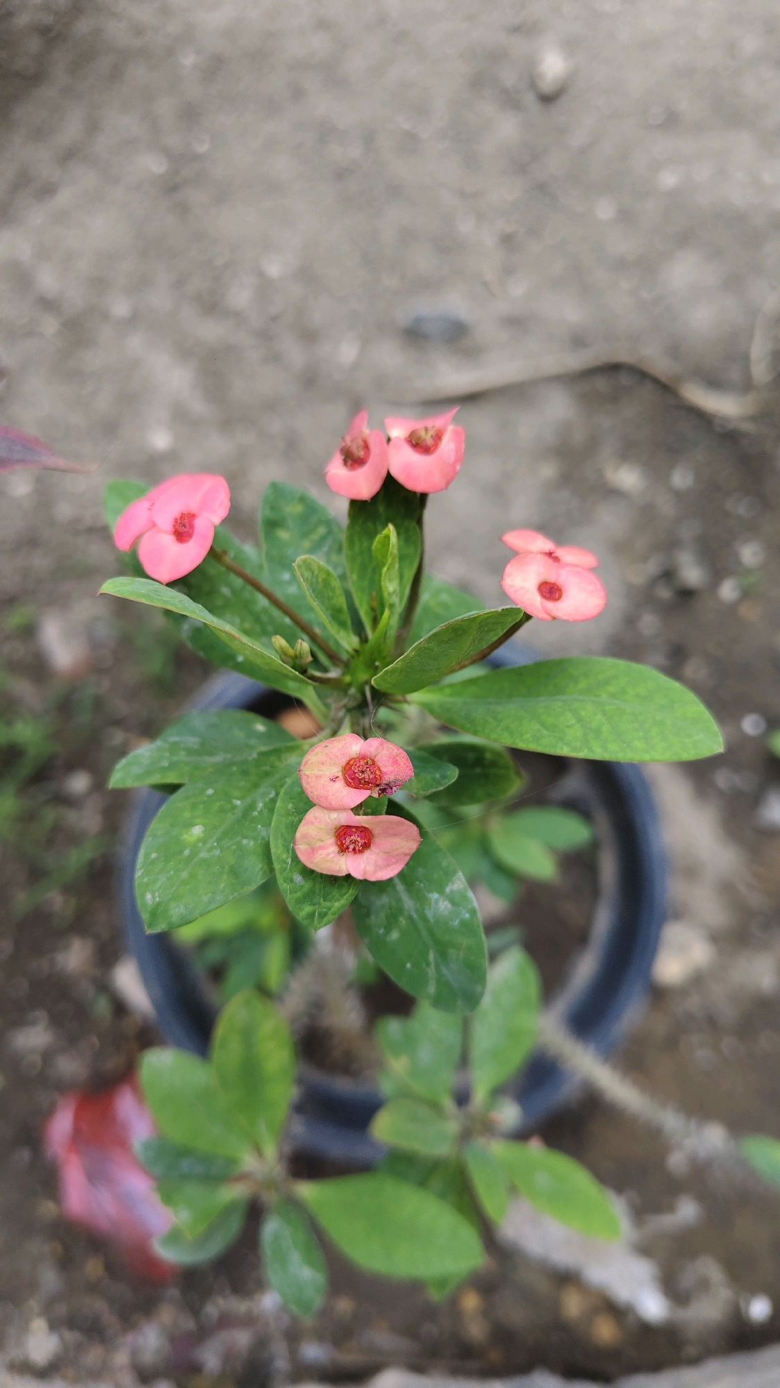 A potted plant with vibrant pink flowers and green leaves is positioned against a blurred background of gray concrete. The plant, likely a species of Euphorbia, features small, bright pink blooms with darker red centers, clustered among lush, ovate leaves. The pot itself is dark and circular, its rim visible at the bottom of the frame. The surface on which the pot rests is a mix of soil and small stones, with a hint of red plastic debris to the left. The overall impression is that of a close-up, naturalistic shot of a flowering plant in an outdoor urban setting, possibly within the city of Pangpajung, Indonesia, given the context.