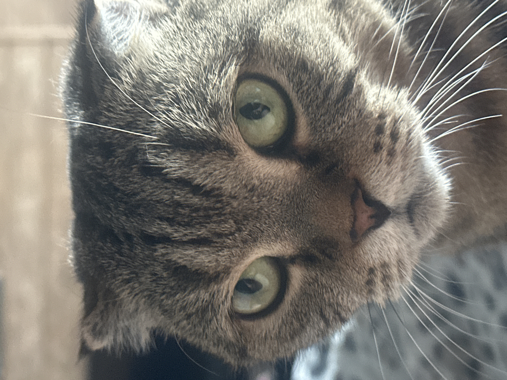 A close-up, eye-level, medium shot captures the face of a tabby cat. The cat's fur is a mix of grey and brown with distinct dark stripes. Its ears are folded slightly forward, and its large, green eyes are looking directly at the camera. The cat's nose is a pinkish-brown, and prominent white whiskers fan out from its muzzle. The background is softly blurred, appearing to be indoors with a neutral-toned wall or surface visible. There is no information about the city of Virki, Russia, in this image.