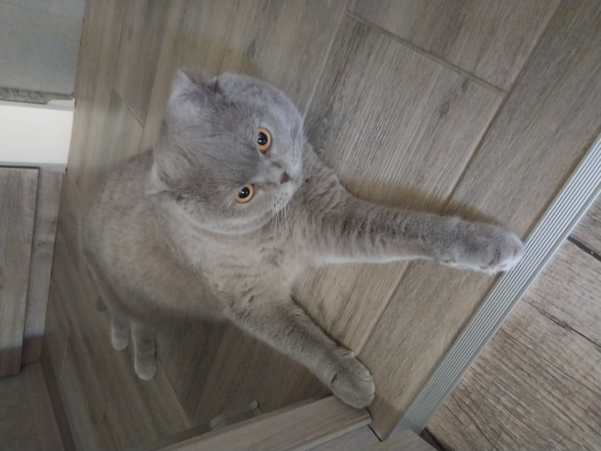 A grey Scottish Fold cat with orange eyes is lying on a wooden floor. The cat is positioned diagonally across the frame, with its head facing towards the right. Its front paws are extended, one on the left side of the frame and the other reaching towards the bottom. The background consists of wooden planks of flooring. A metal strip runs along the bottom left edge of the image. The setting appears to be an indoor environment, likely a home. No specific location in Dnipro, Ukraine, can be determined from the image.