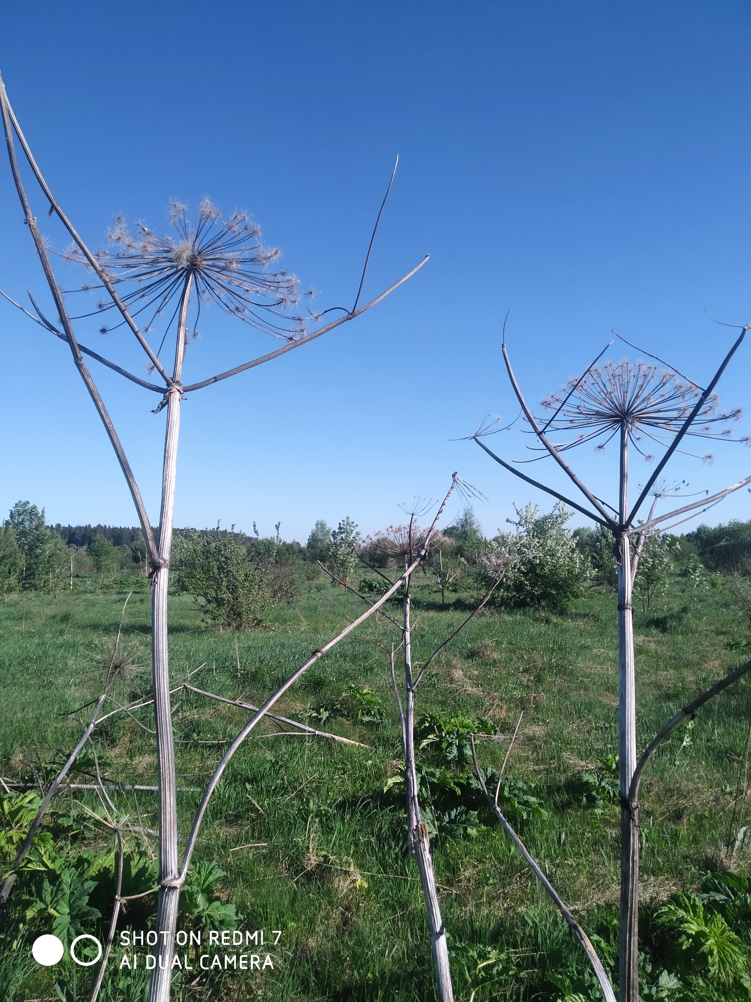 The image depicts a rural scene under a clear blue sky. In the foreground are several dried Hogweed plants (Heracleum sosnowskyi) with their distinctive tall stalks and umbrella-shaped seed heads. The plants appear to be dead or dormant. The background consists of a grassy field interspersed with shrubs and a line of trees in the distance. The location is assumed to be the city of Okhansk, Russia. There are no people visible in the image. The primary subjects are the Hogweed plants, the field, and the sky. The image captures a natural environment with overgrown Hogweed.