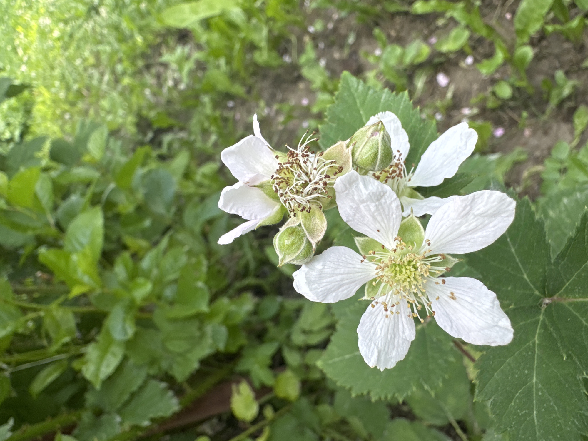 The image displays a close-up view of white flowers with delicate petals and prominent stamens, likely from a blackberry bush, situated in a natural outdoor setting. The flowers are clustered together, with some appearing fully bloomed and others in bud stages, indicated by the small green sepals. The background consists of lush green foliage and soil, suggesting a garden or wild area. The lighting suggests it is daytime, and the presence of vibrant green leaves points to favorable weather conditions, likely spring or summer. The focus on the flowers emphasizes their natural beauty and the details of their reproductive parts. There are no people, visible text, or specific time-of-day cues beyond it being daylight. The location context of Koklaisai, Kazakhstan, implies a natural environment within that region.