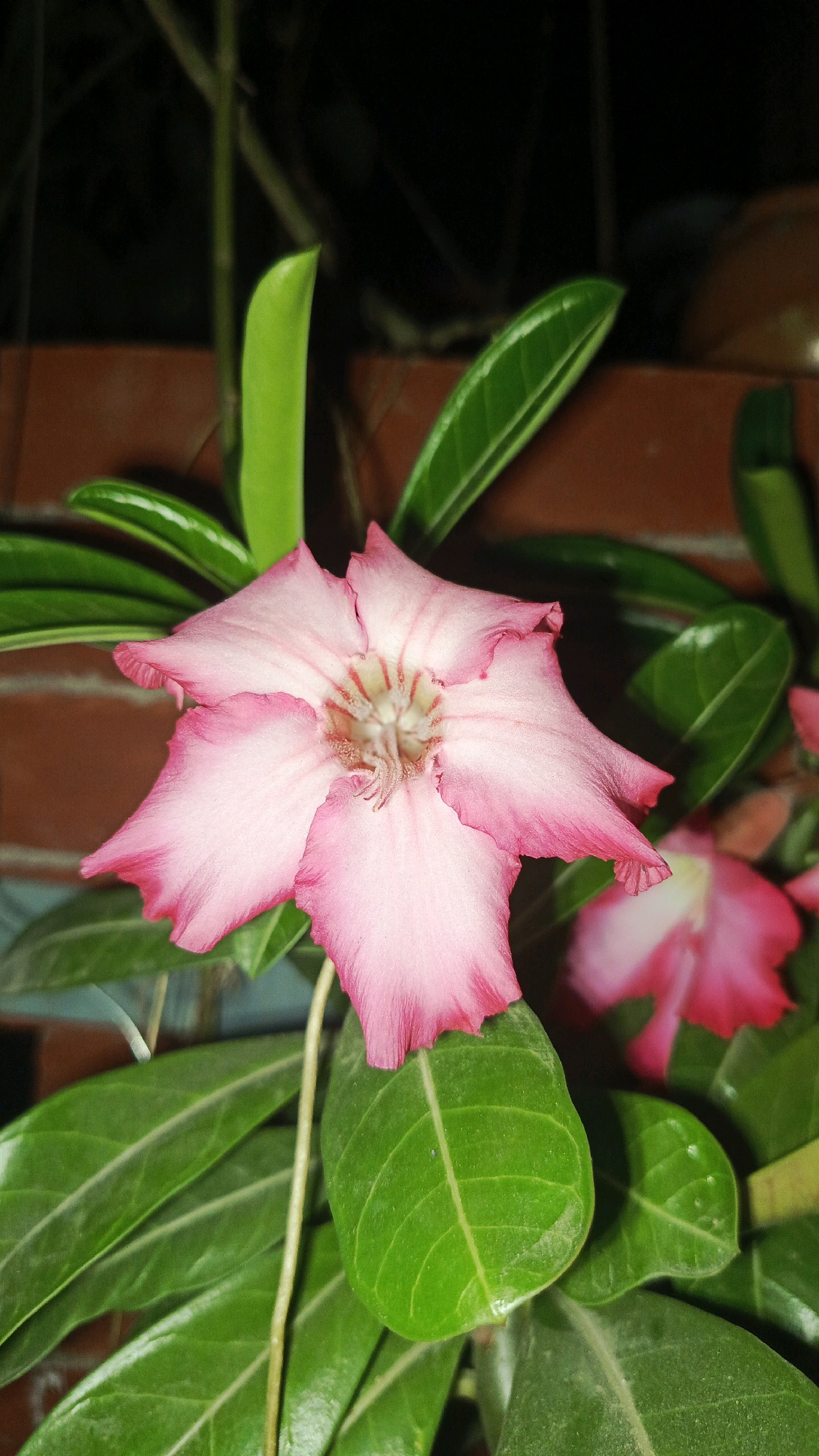 A close-up, vertical, medium shot captures a pink Adenium flower with its petals delicately unfurling against a dark, blurred background. The flower, positioned slightly off-center to the left, exhibits a vibrant gradient of pink, fading to white at the center, where delicate stamen structures are visible. Lush green leaves surround the bloom, some catching the light with a subtle sheen. In the background, a reddish-brown brick wall is partially discernible, suggesting an outdoor or garden setting. The overall lighting is dim, creating a somewhat moody atmosphere that highlights the flower's soft textures and colors. The image is set in the city of Babadan, Indonesia.
