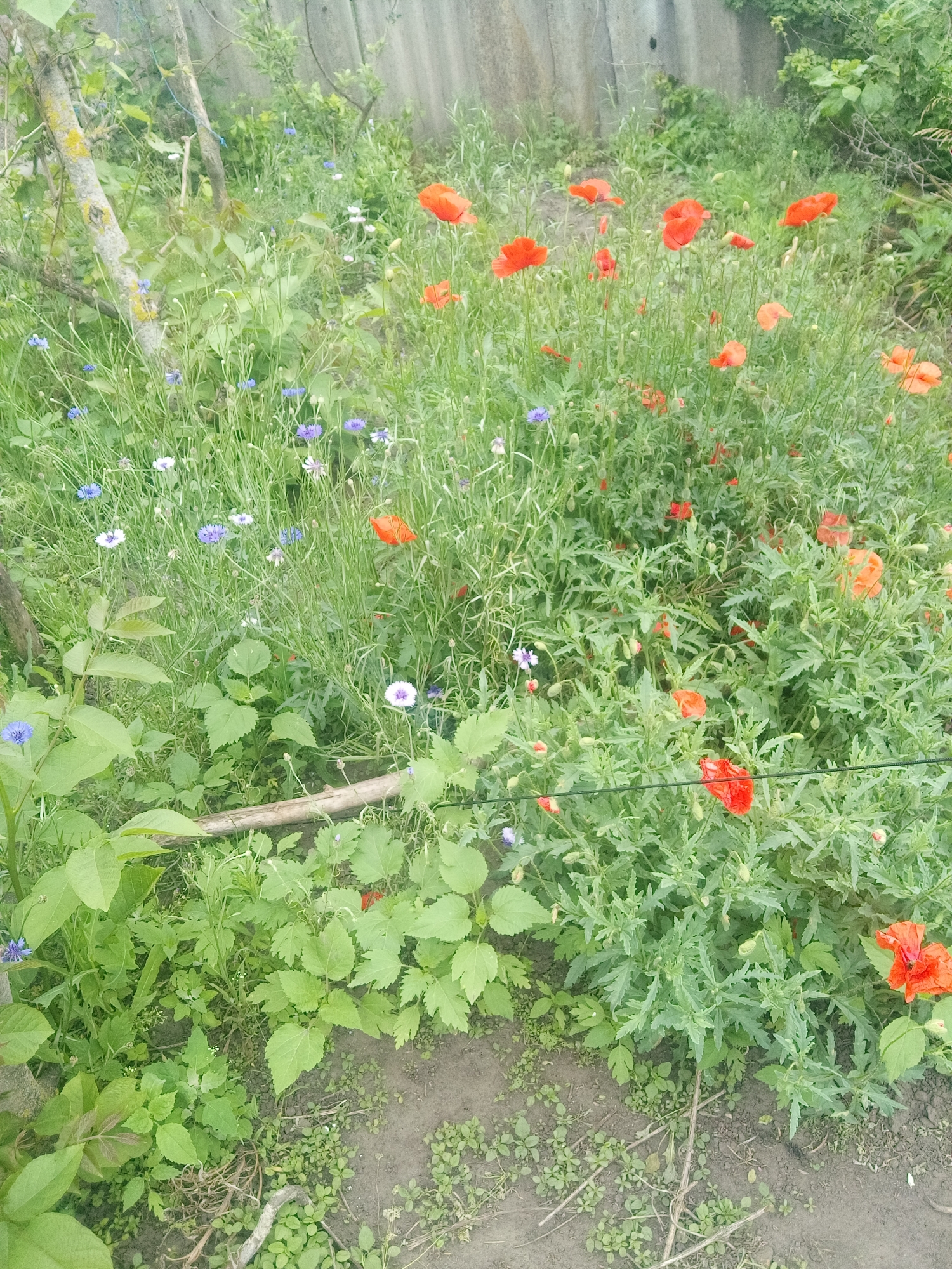 The image depicts an overgrown garden or wild patch in Zelenyi Hai, Ukraine. The scene is dominated by a dense growth of green foliage, primarily featuring numerous bright red common poppies (Papaver rhoeas) in various stages of bloom and bud, concentrated on the right and upper sections. Scattered among the greenery, particularly on the left and central areas, are several blue and white cornflowers (Centaurea cyanus) or similar wild blue/purple flowers. In the background, a weathered, light-grey fence, possibly constructed from corrugated asbestos cement panels or aged wood, runs horizontally. On the left side of the mid-ground, two light-colored tree trunks or thick branches, one partially covered with yellow lichen, ascend vertically. The foreground and lower central area show patches of bare, dark soil interspersed with small, low-growing green plants and a few scattered pieces of dry organic debris, including a horizontal wooden stick. No people or animals are present. The lighting is natural and diffused, indicating an outdoor setting, possibly under an overcast sky.