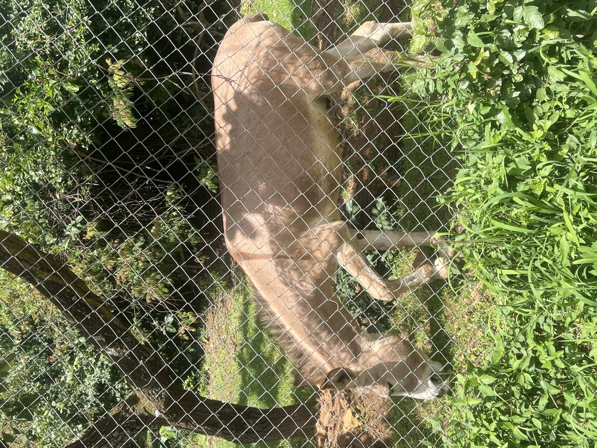A light-brown lion lies on the ground behind a chain-link fence. The lion is partially obscured by the fence and the angle of the photo. Lush green foliage surrounds the enclosure. The location is presumed to be in Jos, Nigeria.