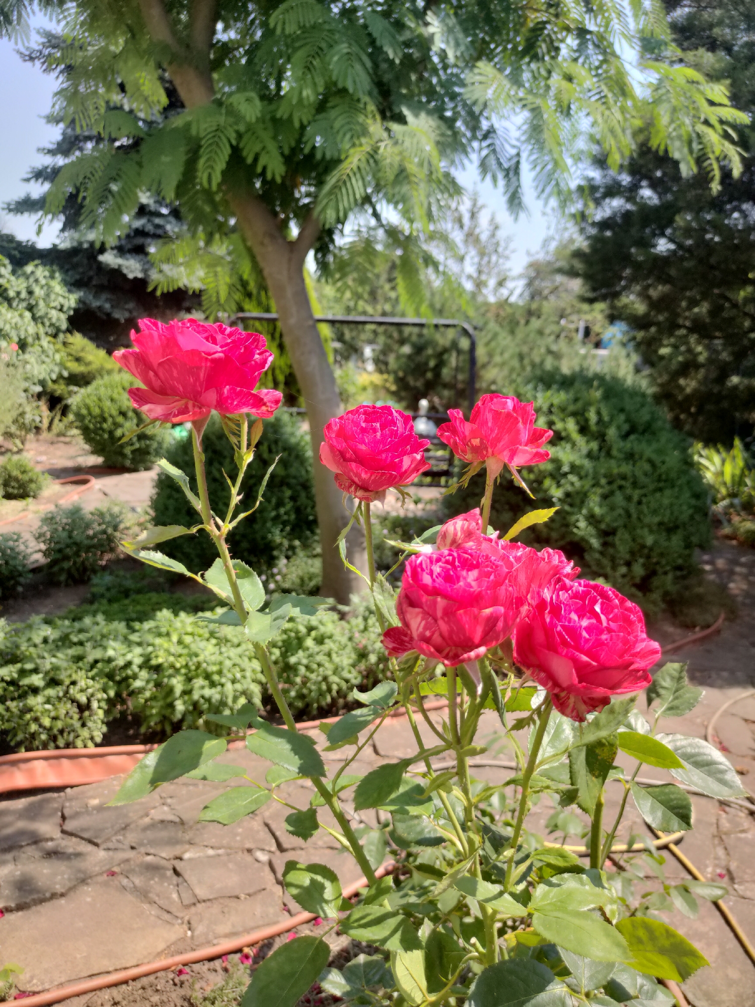 This is a close-up, eye-level shot of a bush with several vibrant pink roses in full bloom. The roses are the primary subject, with multiple flowers clustered together on green stems with visible thorns and leaves. The background is a lush, green garden scene. In the mid-ground, there are neatly trimmed bushes and a pathway made of irregular stone pavers. A thin, orange garden hose runs along the edge of the pathway. Further back, a large tree with feathery green leaves provides shade, and its trunk is visible. Beyond the tree, more greenery and some dark evergreen bushes fill the space. The sky is visible in the upper portion of the image and appears bright, suggesting it is daytime. The overall impression is that of a sunny day in a well-maintained garden. The location is Velykodolynske, Ukraine. There is no visible text in the image.