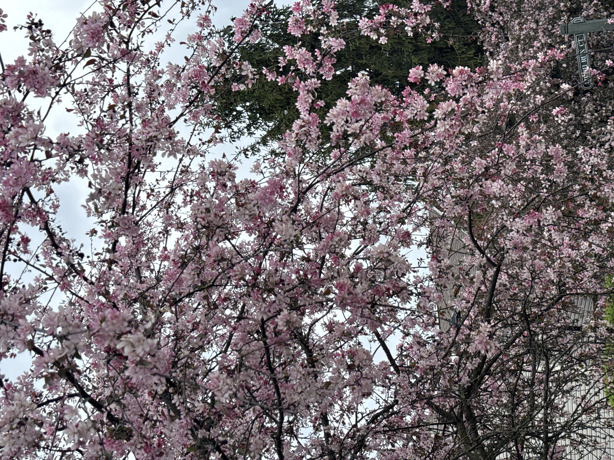 The image shows a tree with pink and white blossoms in full bloom. Behind the blooming tree are other trees, including an evergreen. A street sign reading “Dublin Run Ct” is partially visible. The location is within the city of Columbus, United States of America. The sky is overcast.