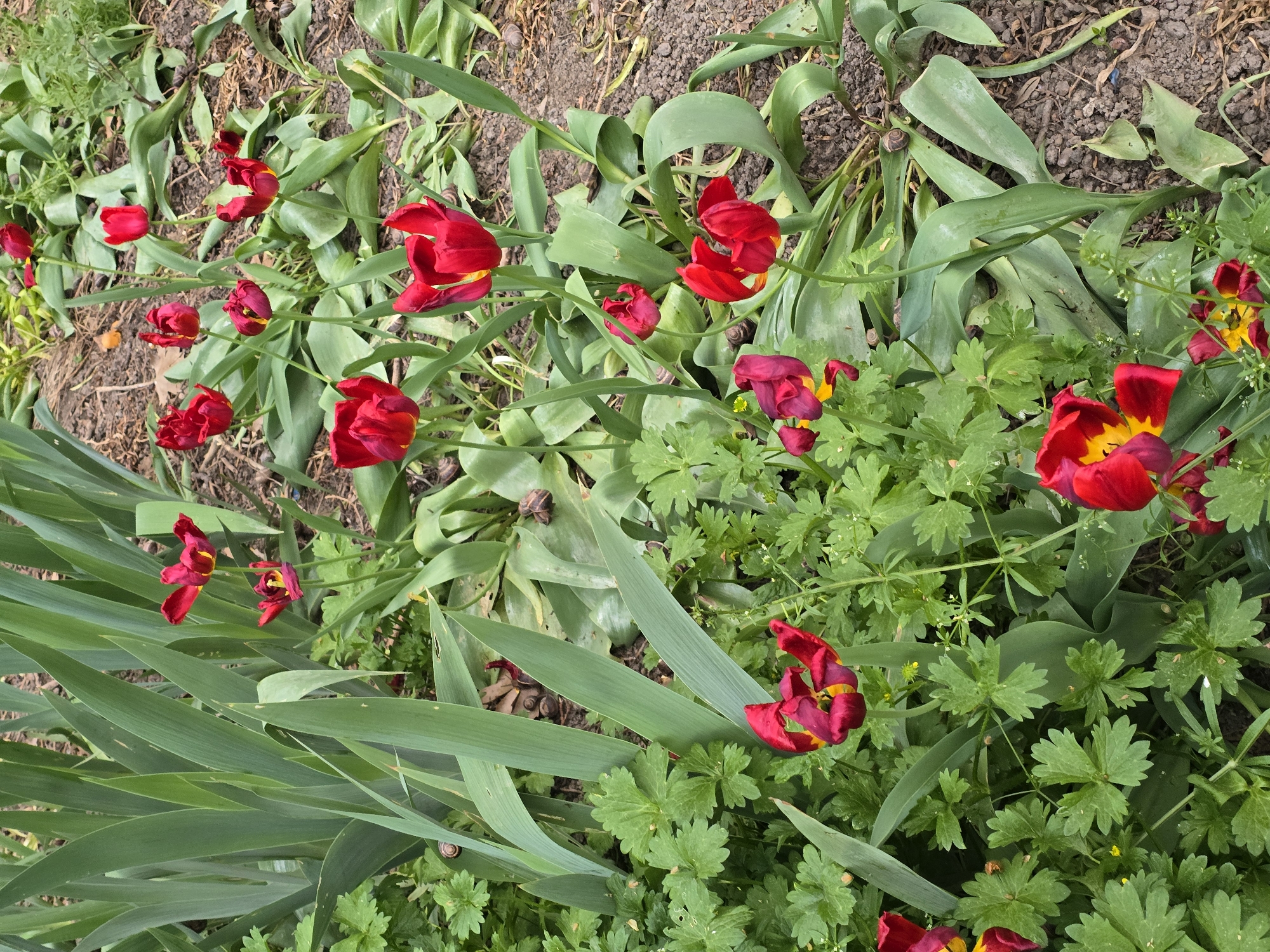 The image displays a close-up, top-down view of a garden bed in Plovdiv, Bulgaria, featuring numerous red tulips and various green plants. The primary subjects are the vibrant red tulips, some with visible yellow centers, scattered throughout the frame. Many of the tulip petals appear slightly withered or ruffled at the edges, suggesting they are either past their peak bloom or recently unfurled.
Surrounding the tulips is a lush array of green foliage. Prominent are the broad, strap-like leaves of what appear to be iris plants, creating a layered green backdrop on the left and bottom left of the image. Interspersed with the tulips are other plants with smaller, lobed green leaves, possibly ground cover or weeds, some bearing tiny white flowers. The ground is dark brown soil, with patches of dry leaves and organic matter visible.
A notable detail, especially apparent in the cropped images, is the presence of several small, dark-shelled snails. These snails are visible clinging to the green leaves of the plants, blending somewhat with the environment. The lighting suggests it is daytime, with diffused light illuminating the scene, as there are no harsh shadows. No human activity is depicted, and no text is visible. The overall scene captures a natural, slightly unkempt garden environment during spring.