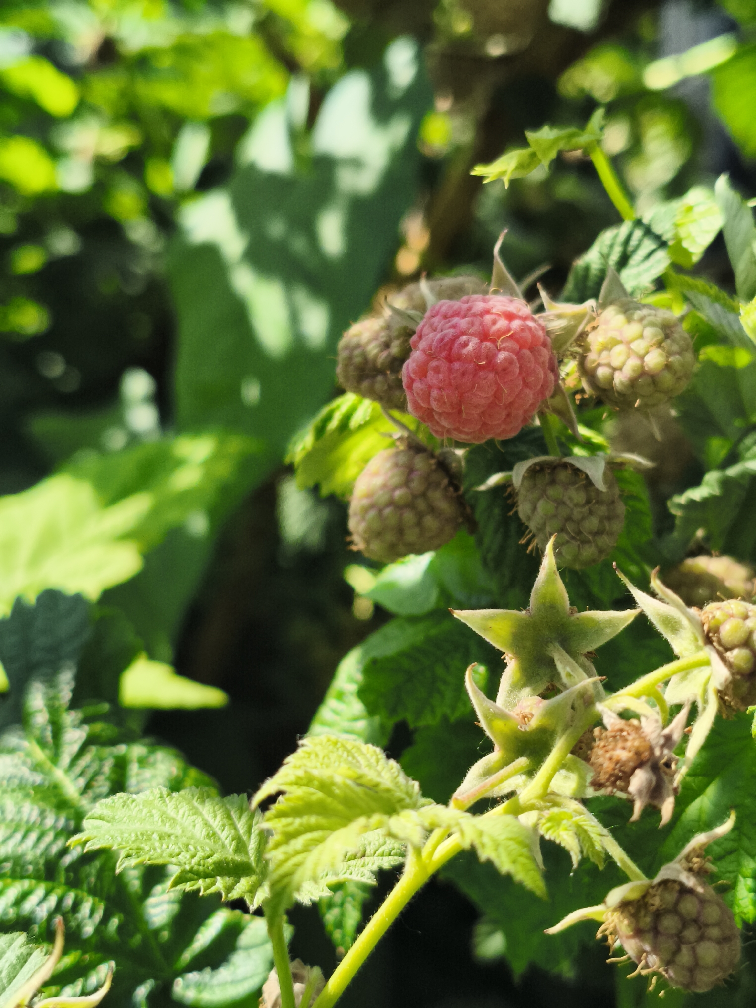 A close-up, sunlit shot of a raspberry plant in Chaikovsky, Russia. The foreground is dominated by vibrant green leaves and several raspberries in various stages of ripeness. A single, ripe raspberry, a deep pinkish-red, is prominently featured at the top center. Surrounding it are several unripe, greenish-yellow raspberries. Below these, the star-shaped sepals of spent blossoms are visible. The background consists of lush, out-of-focus green foliage. The lighting suggests it is daytime, with sunlight filtering through the leaves. There are no people or animals present. The scene depicts a natural element of flora, likely in a garden or outdoor setting.