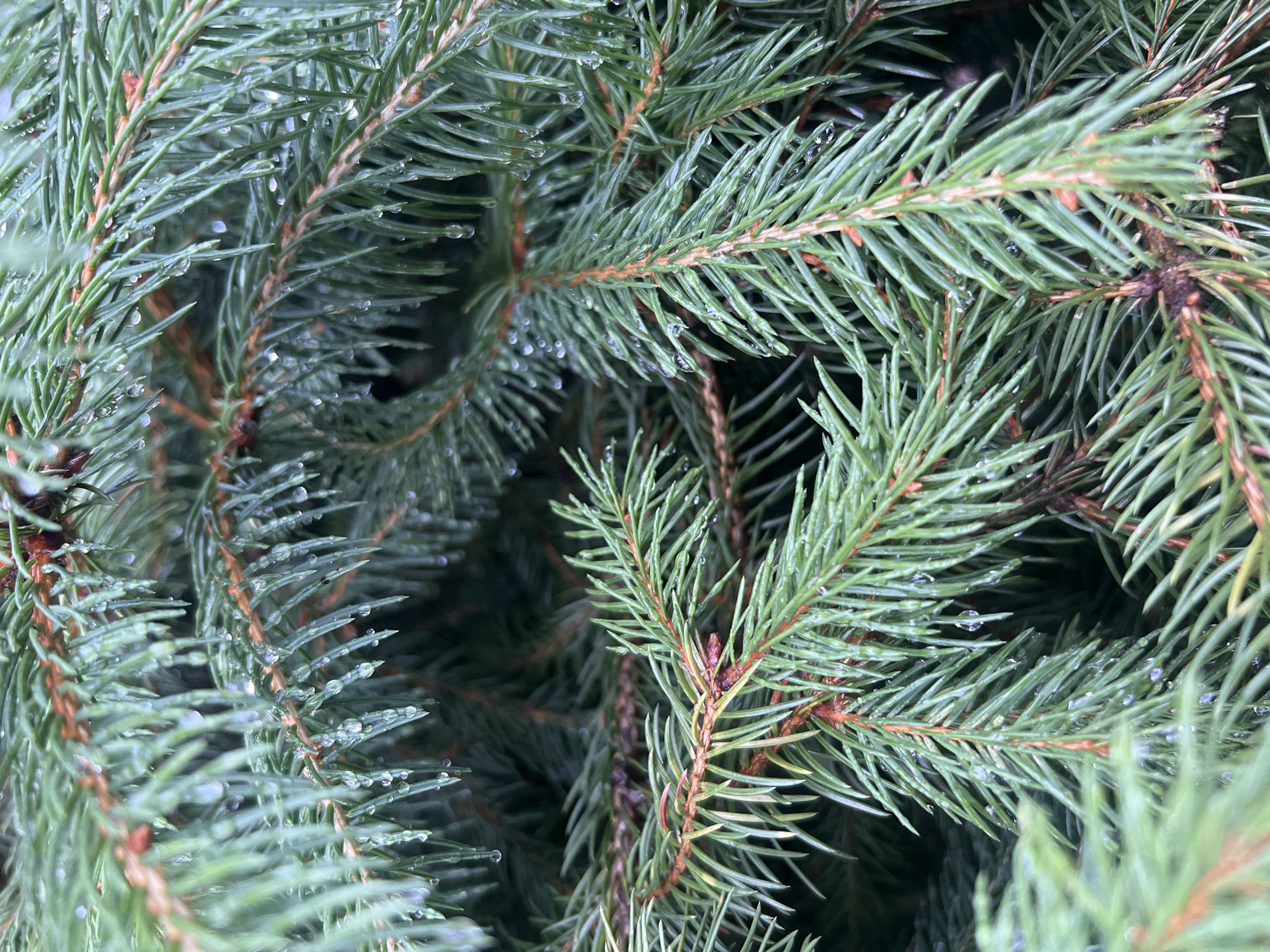 The image is a close-up, high-angle, static shot of a spruce tree's branches, focusing on the needles and the water droplets clinging to them. The needles are a vibrant green, with some showing hints of brown near the base where they attach to the branches. The branches themselves are woody and brown, with a textured surface. Water droplets of varying sizes are visible, some appearing as small beads and others as elongated streaks, glistening on the needles. The background is a blur of darker green, suggesting more branches and foliage further back. The lighting is soft and diffused, indicating an overcast or shaded environment. The scene is one of natural stillness, capturing the details of the spruce tree after a rainfall. This image was taken in the vicinity of Бучацінскі сельскі Савет, Belarus, specifically at the geographical coordinates 52.8674° N, 29.4717° E, within the region of Mogilev Oblast.