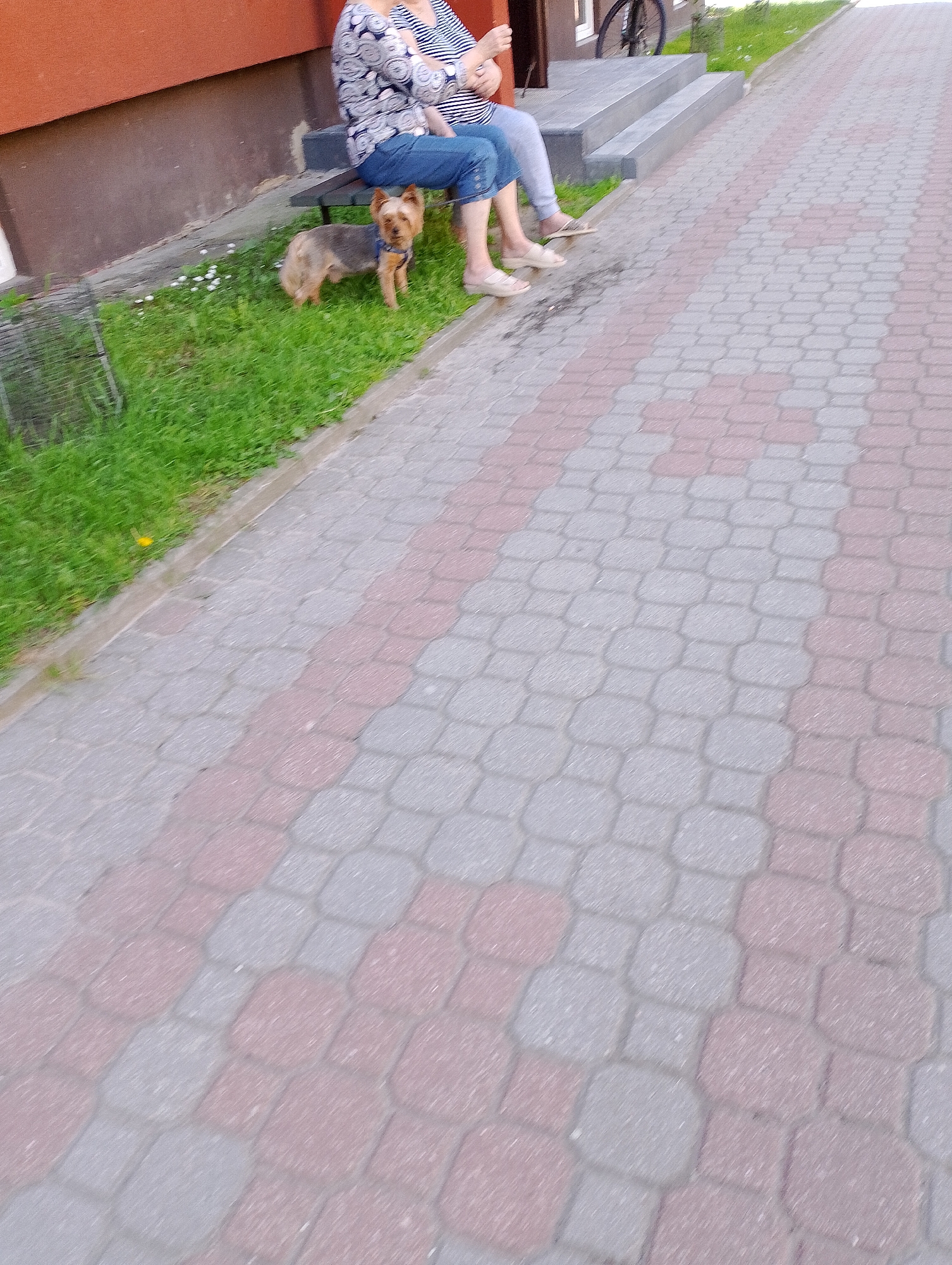 The image shows a section of a paved walkway with interlocking pavers in red and gray. A small, tan and brown dog, possibly a Yorkshire Terrier, stands on a patch of green grass to the left of the walkway. Two individuals are seated on a dark bench on the grass. One person wears a blue and white patterned shirt and blue jeans, while the other wears a striped shirt and gray pants. The background features a brown building and a set of concrete steps leading up to it. A bicycle is visible on the steps. The scene appears to be a public outdoor space in Kolno, Poland.